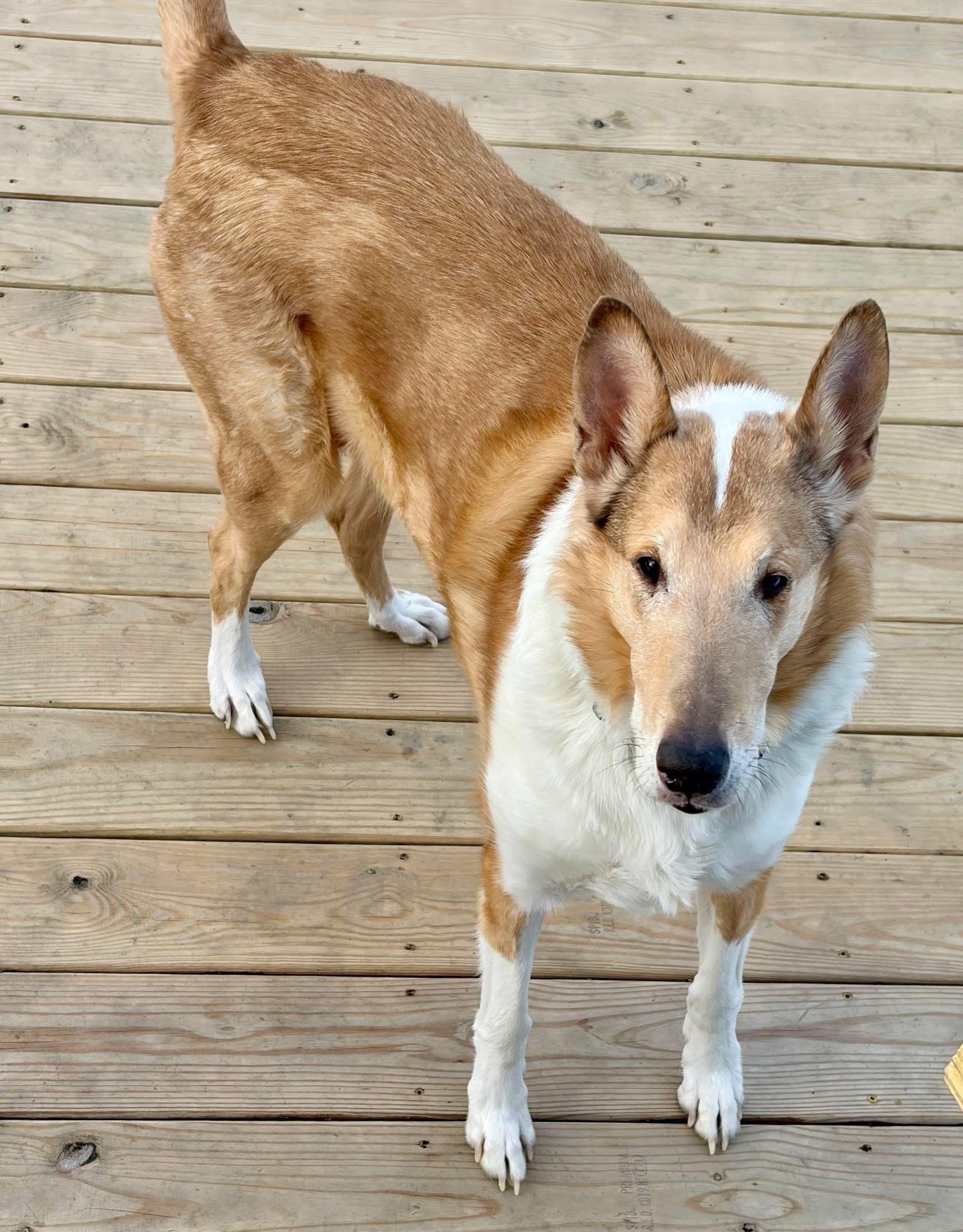 Enlarge Judge Michael, an adopted Smooth Collie in Jamesville, NY image 4/5