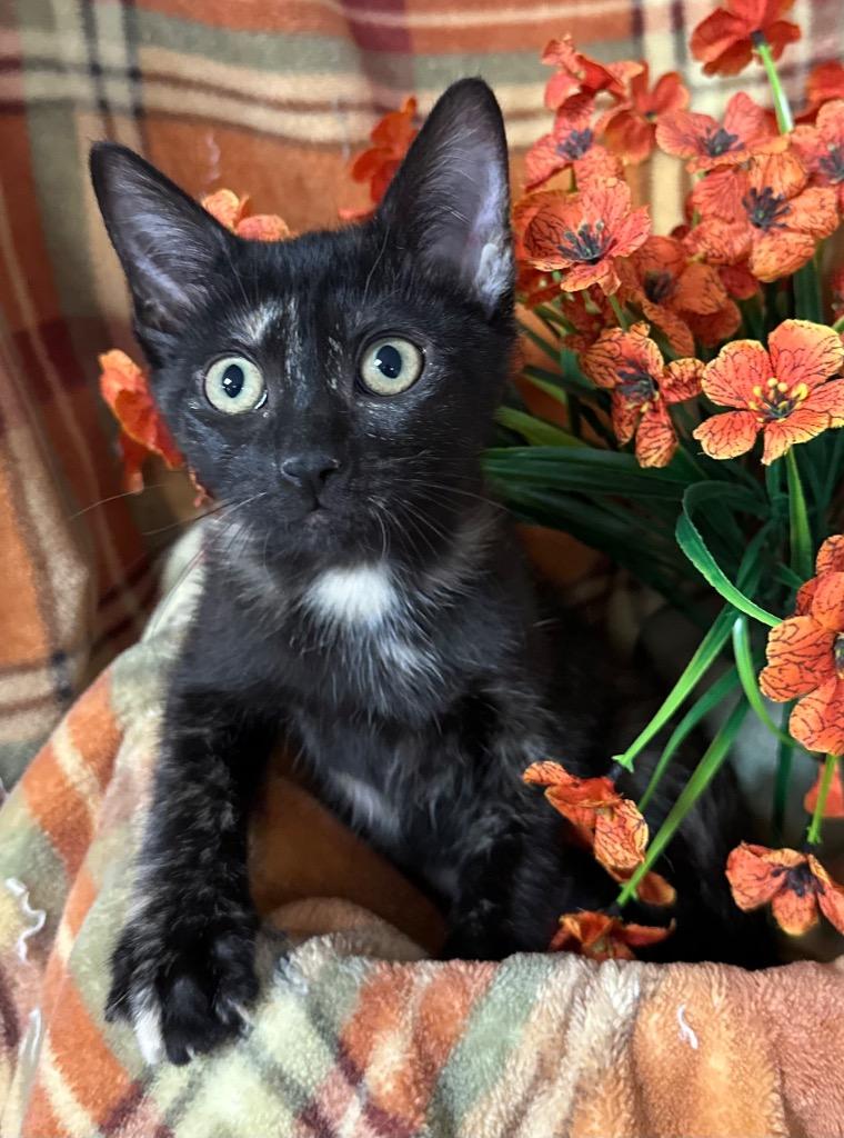 6/2/26 Marisol, Adoptable, Kitten Female Domestic Short Hair.