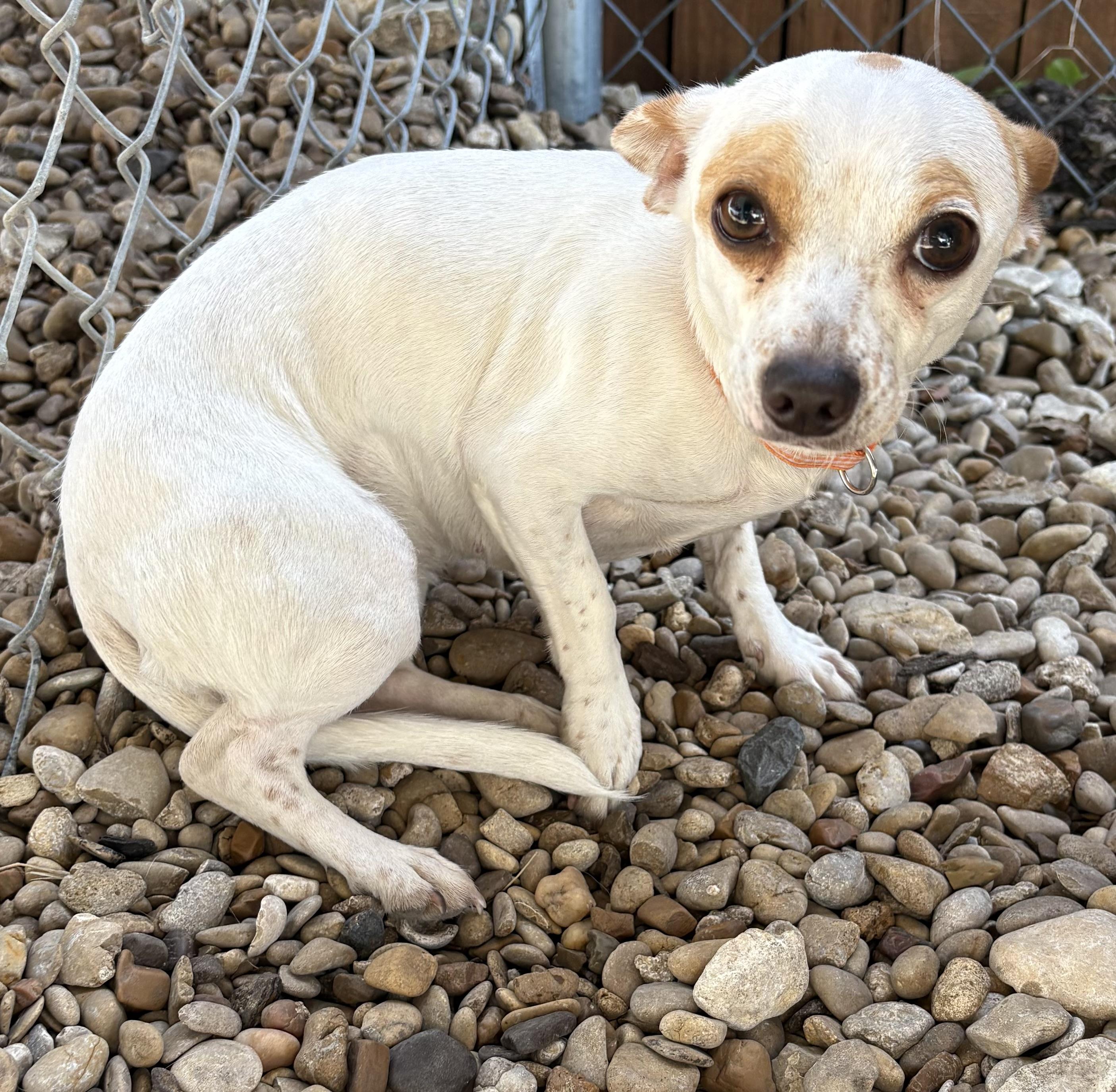 Enlarge Bloom, an adopted Chihuahua in Plano, TX image 5/6