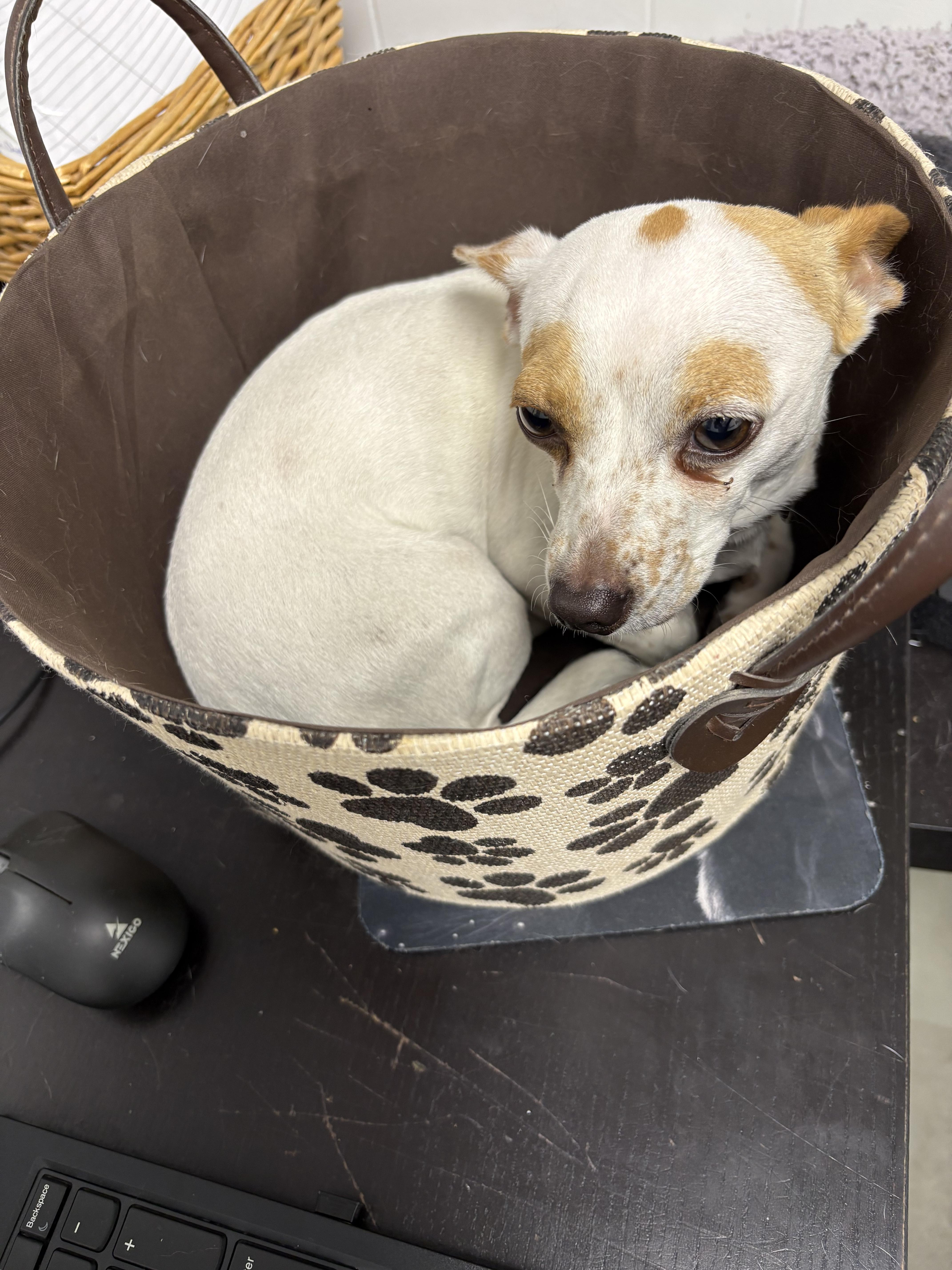 Enlarge Bloom, an adopted Chihuahua in Plano, TX image 2/6