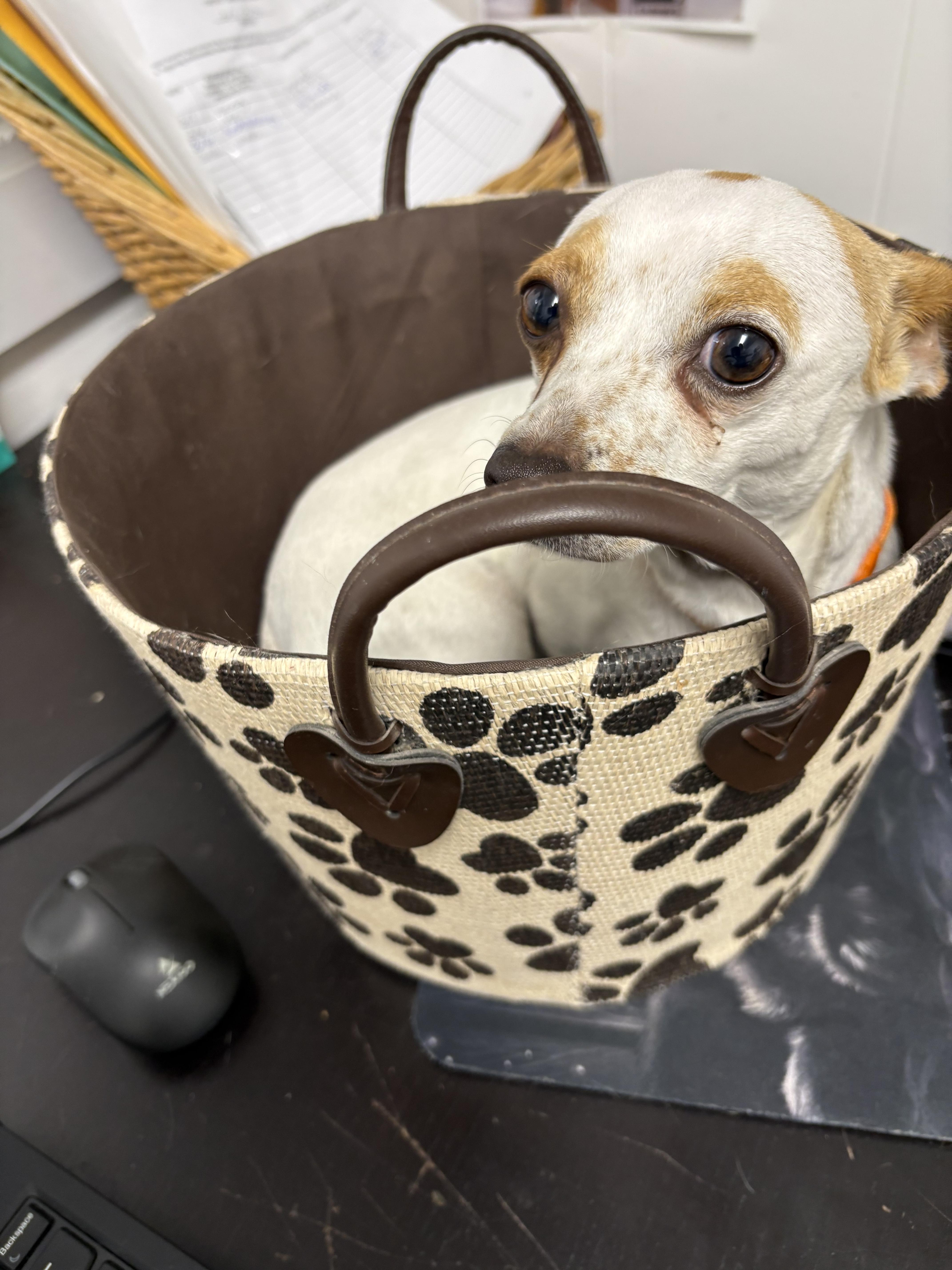 Enlarge Bloom, an adopted Chihuahua in Plano, TX image 4/6