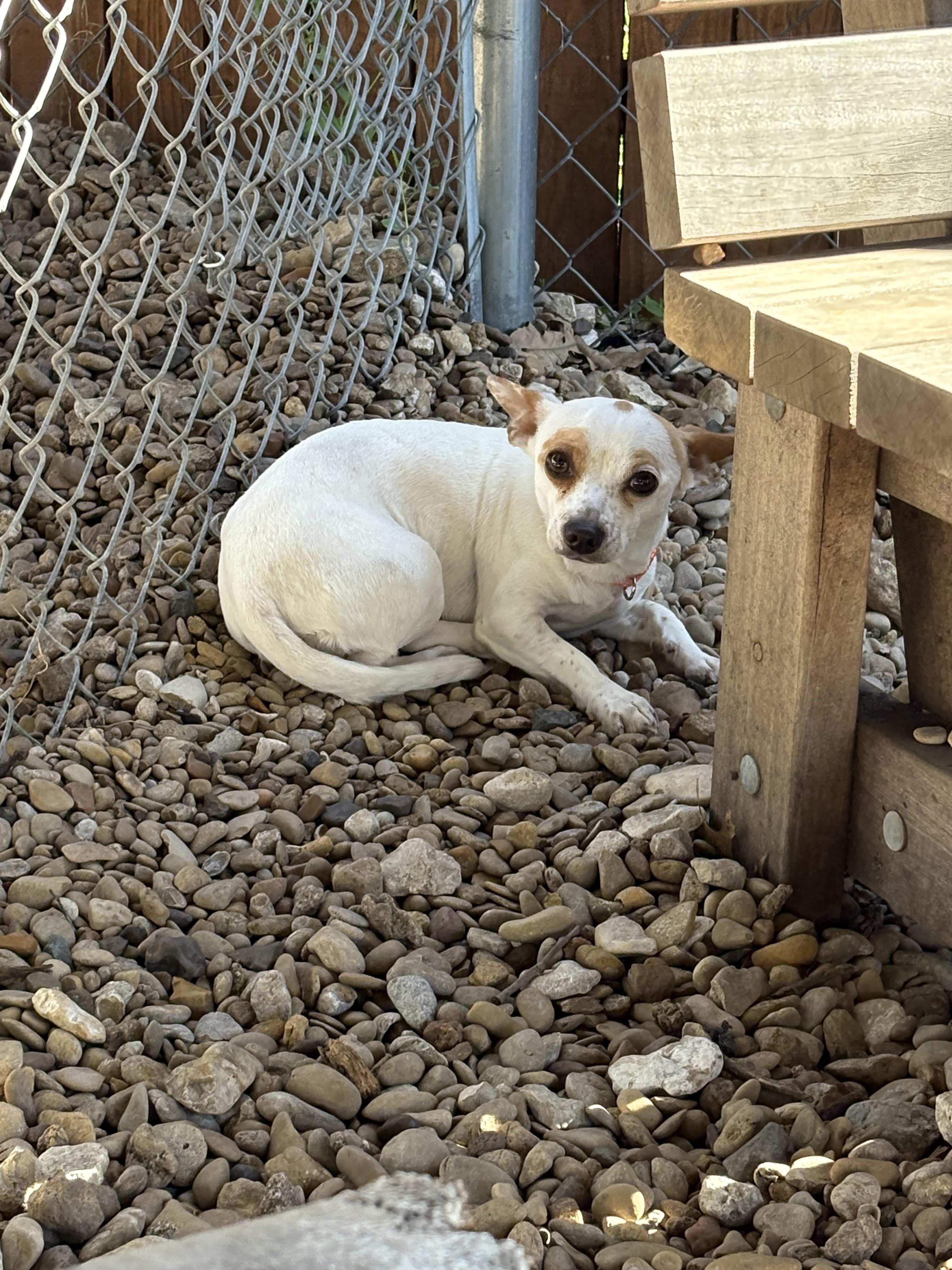 Bloom, adopted, Young Female Chihuahua.