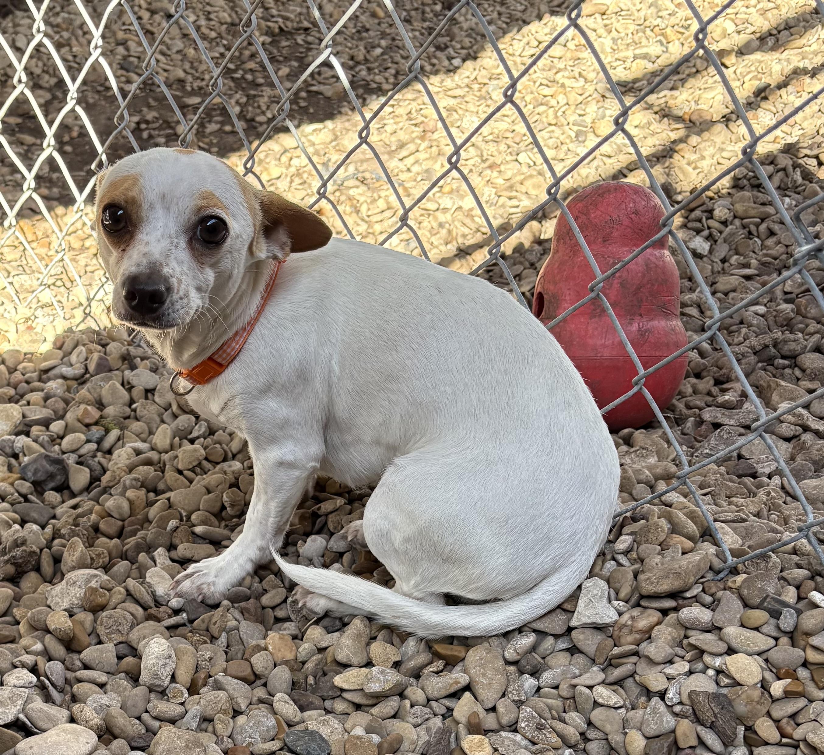 Enlarge Bloom, an adopted Chihuahua in Plano, TX image 6/6