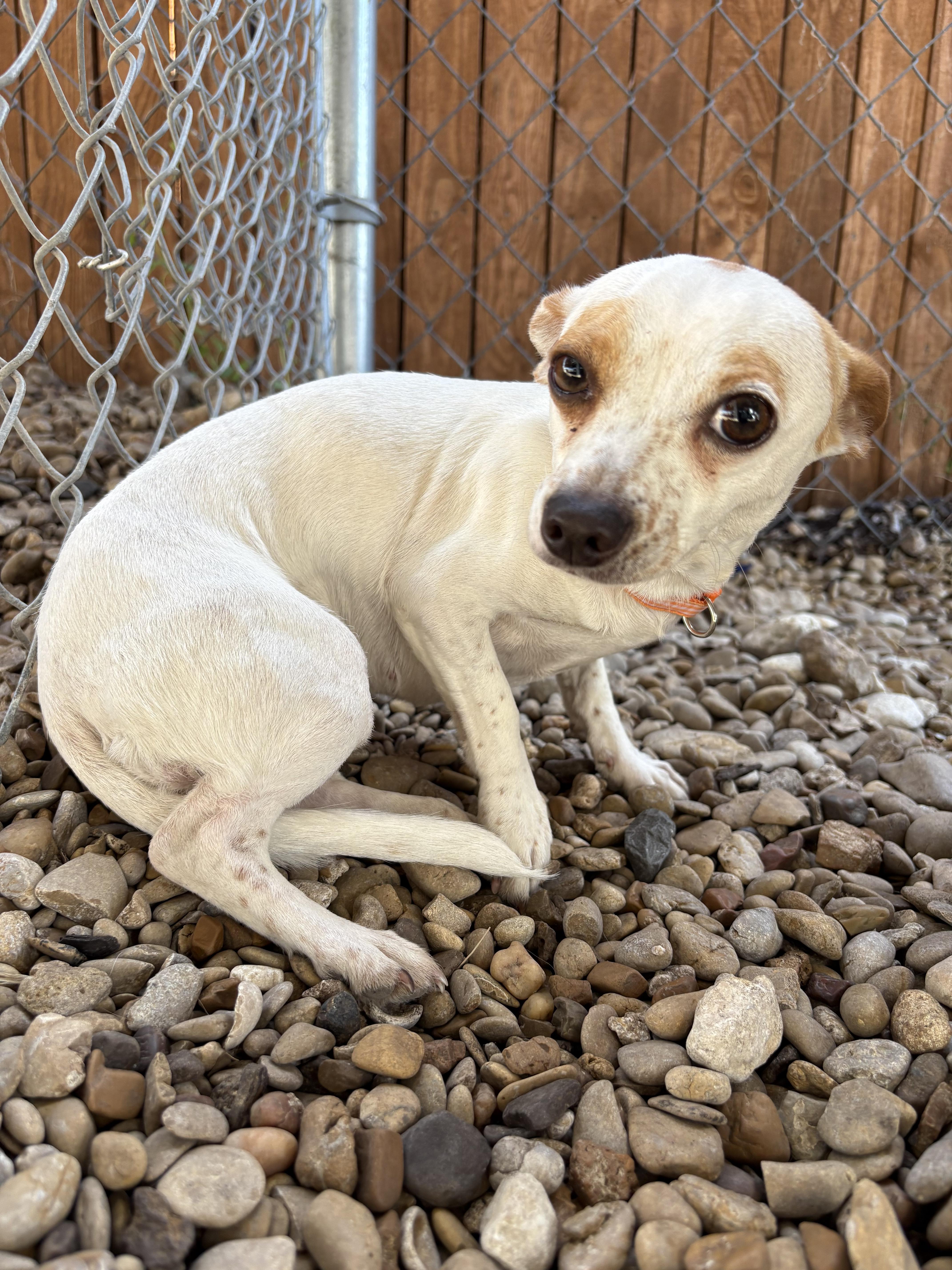 Enlarge Bloom, an adopted Chihuahua in Plano, TX image 3/6