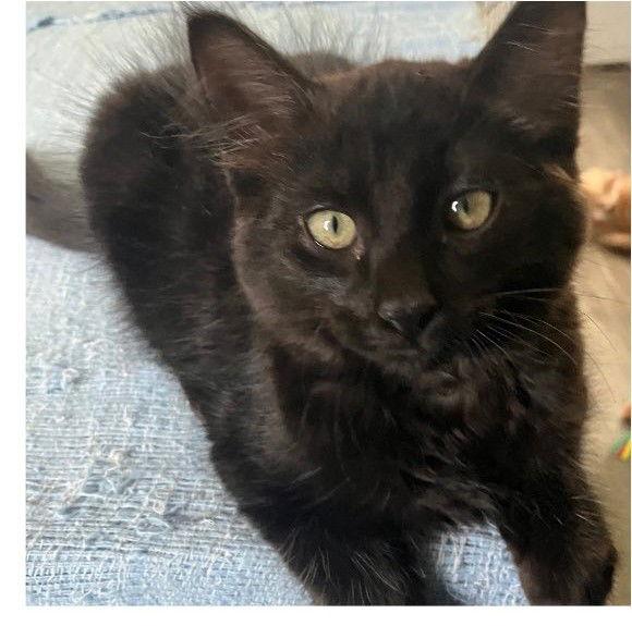 Fuentes, Adopted, Young Male Domestic Short Hair.