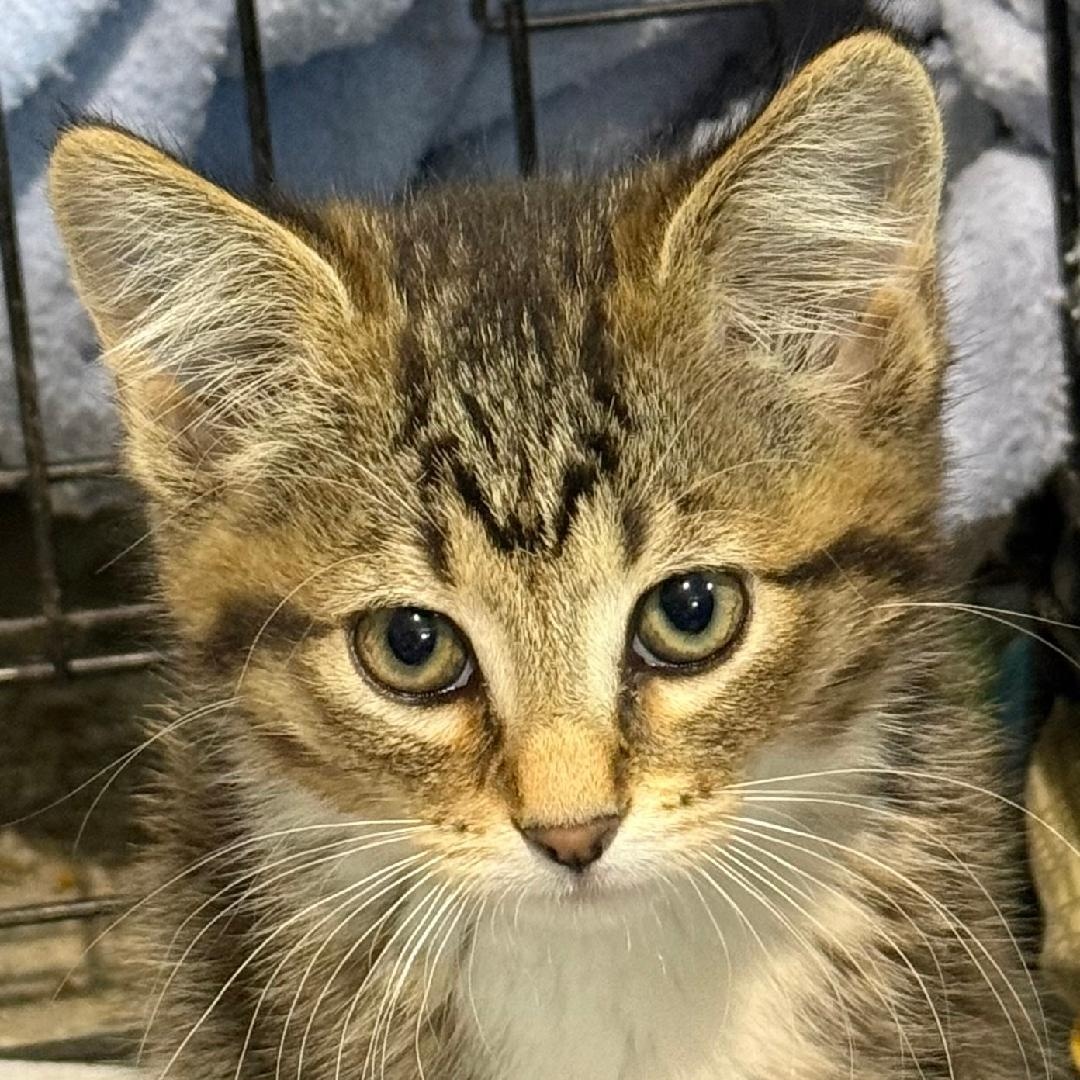 Enlarge GEMMA, a ADOPTABLE Domestic Short Hair in Gresham, WI image 1/1