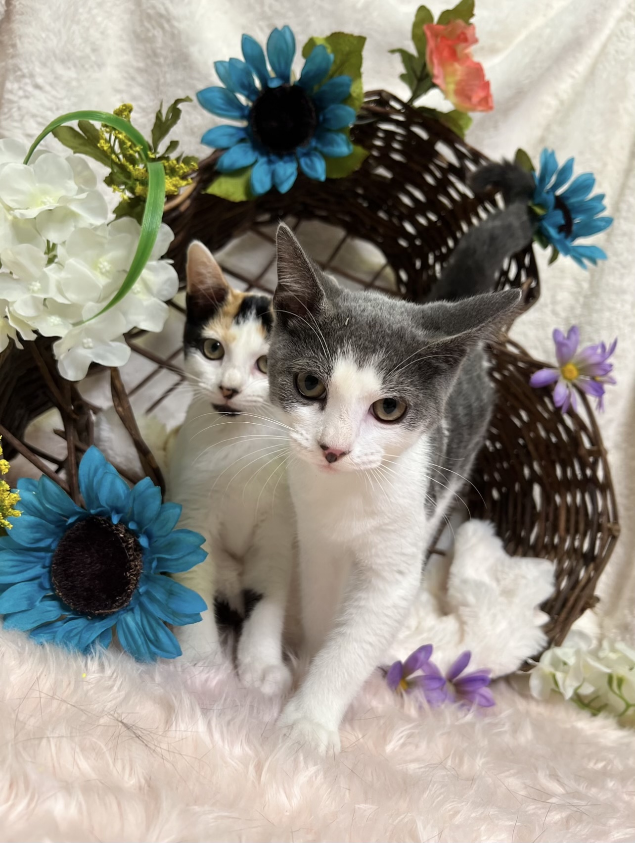 Hayes (bonded with Isla), Baby Male Domestic Short Hair