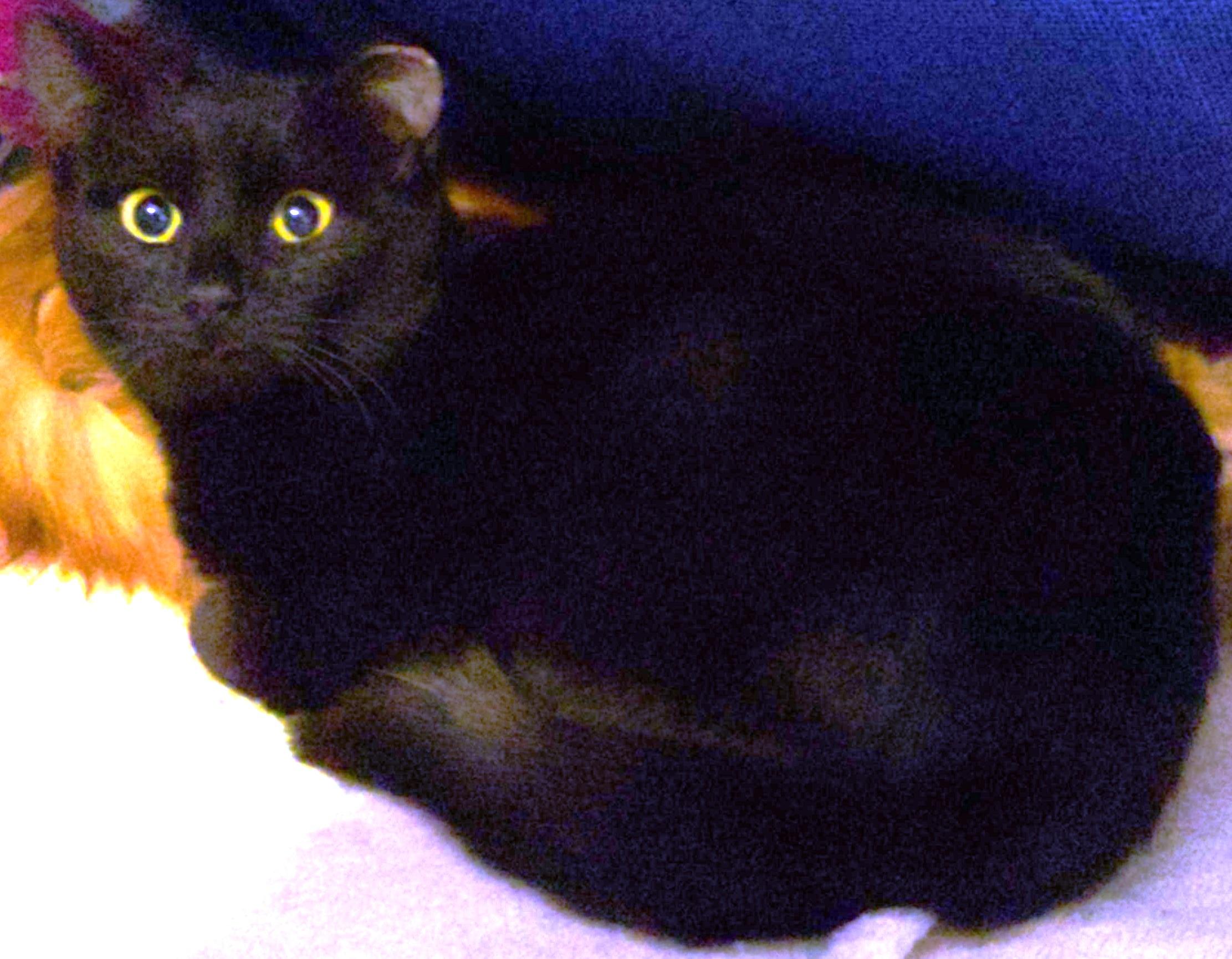 Enlarge Pepper, a Adoptable mixed breed in Lakewood, CO image 1/1