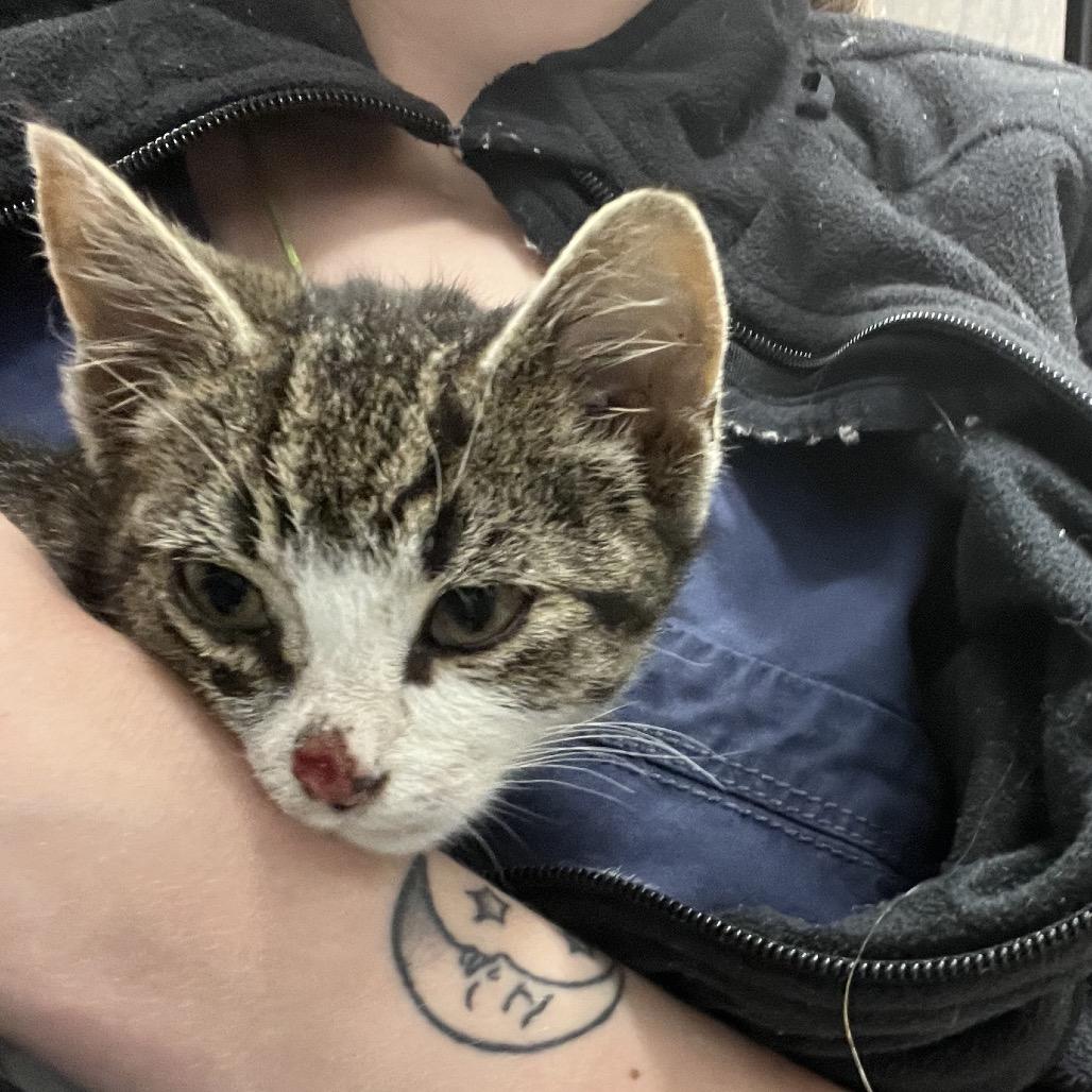 Enlarge Medianne, a Adoptable Domestic Short Hair in Abbotsford, BC image 1/6