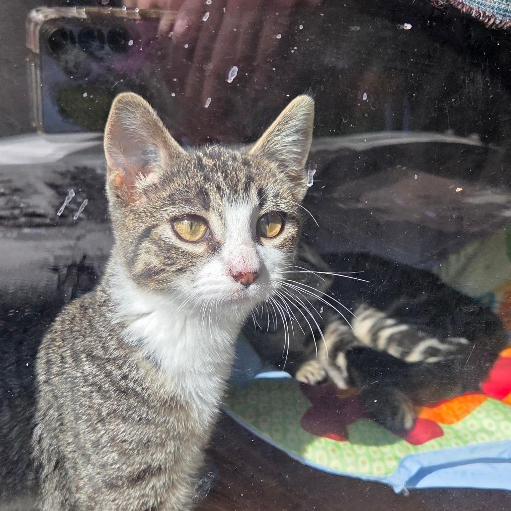 Enlarge Medianne, a Adoptable Domestic Short Hair in Abbotsford, BC image 2/6