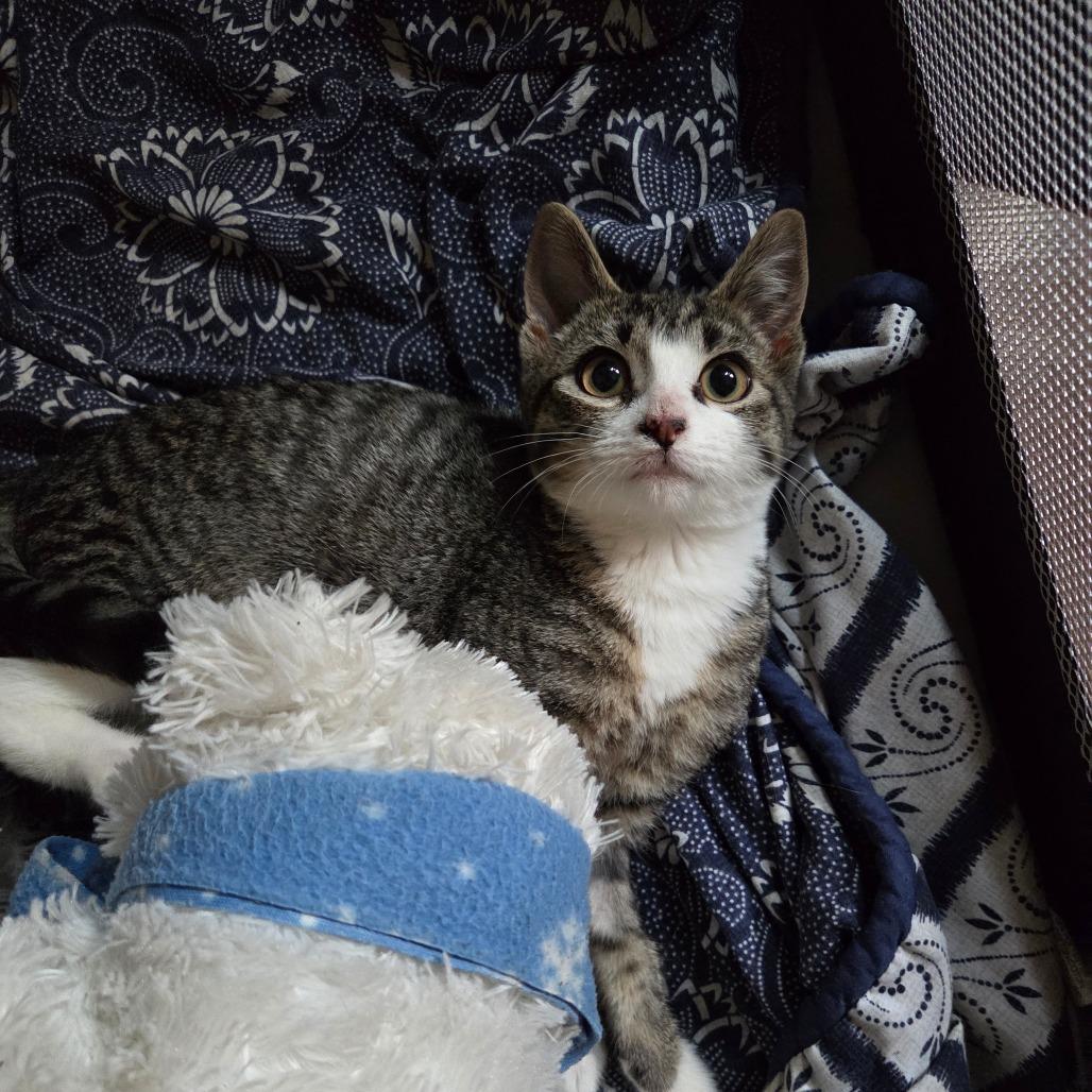 Enlarge Medianne, a Adoptable Domestic Short Hair in Abbotsford, BC image 3/6