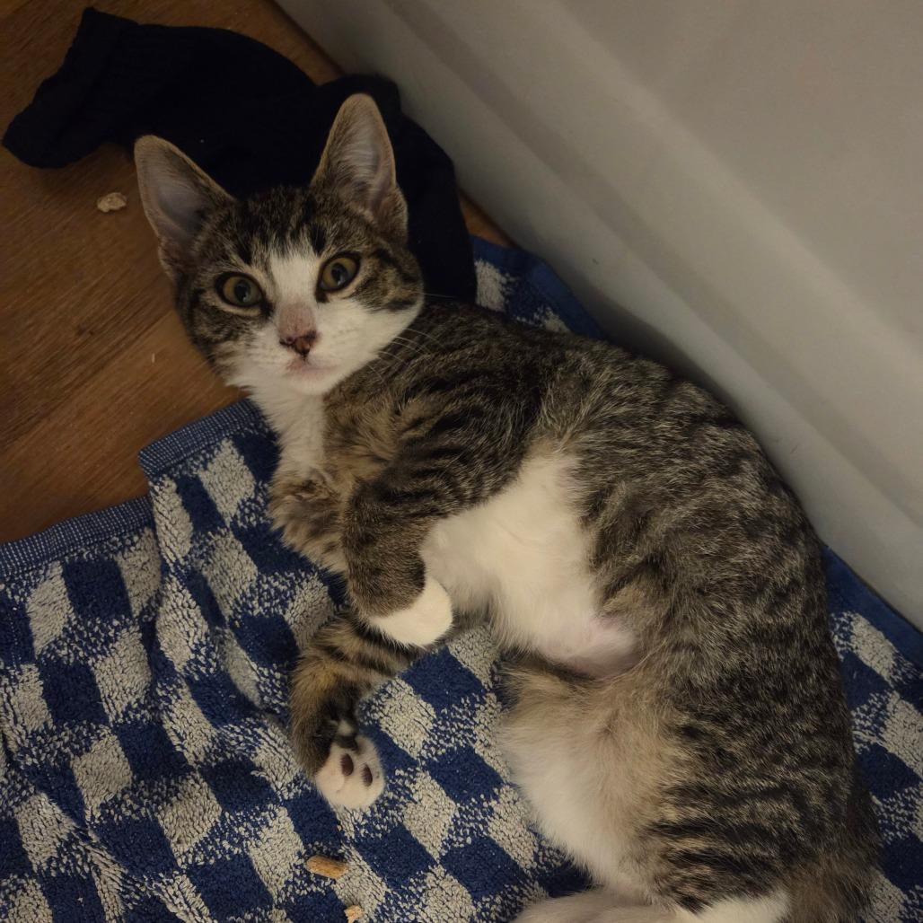 Enlarge Medianne, a Adoptable Domestic Short Hair in Abbotsford, BC image 6/6