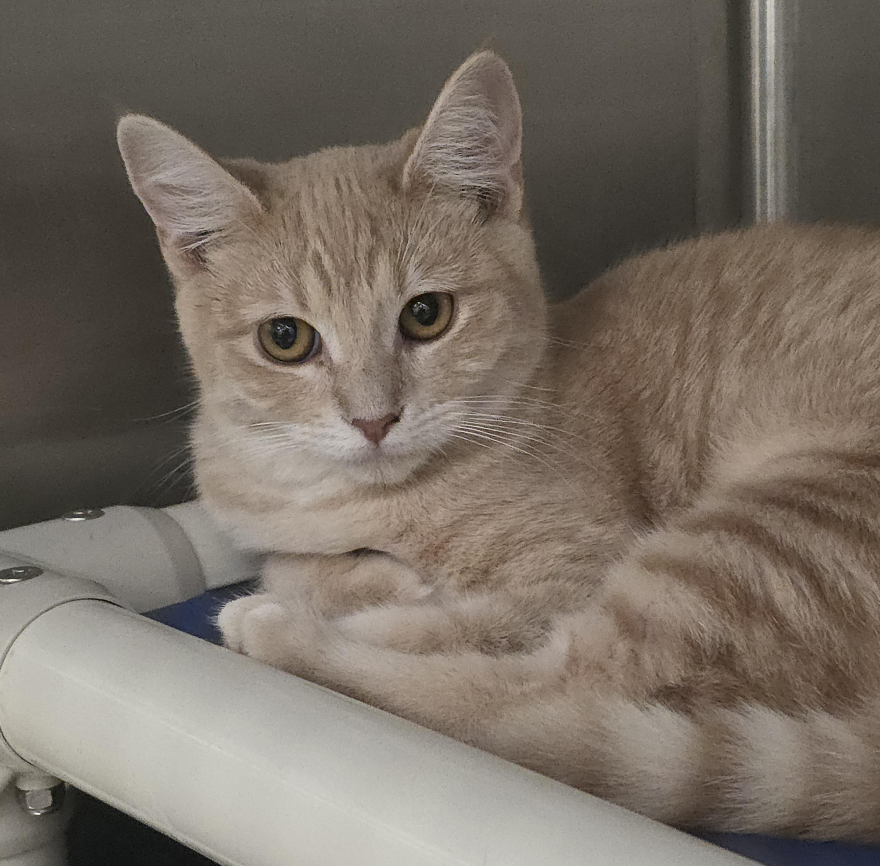 Rosie, Adoptable, Young Female Domestic Short Hair.