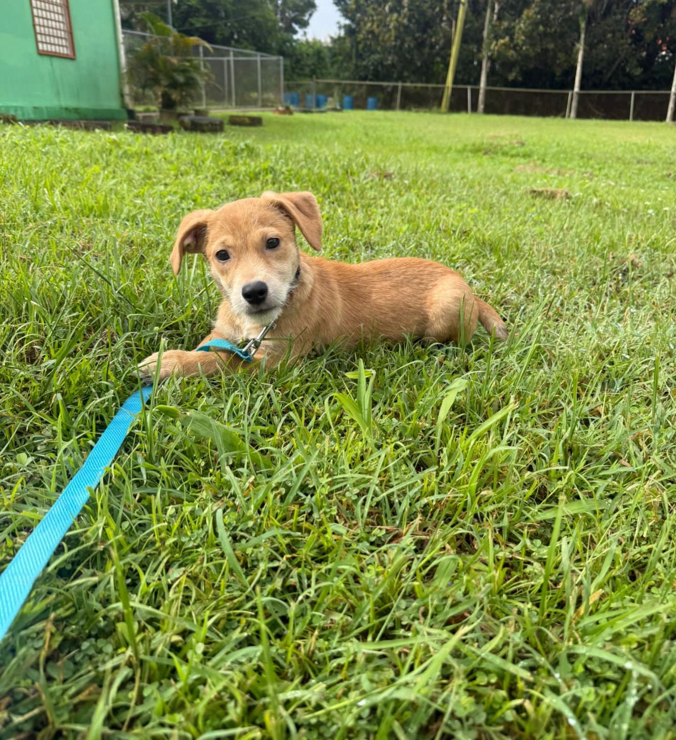 Glenn, ADOPTABLE, Puppy Male Terrier.