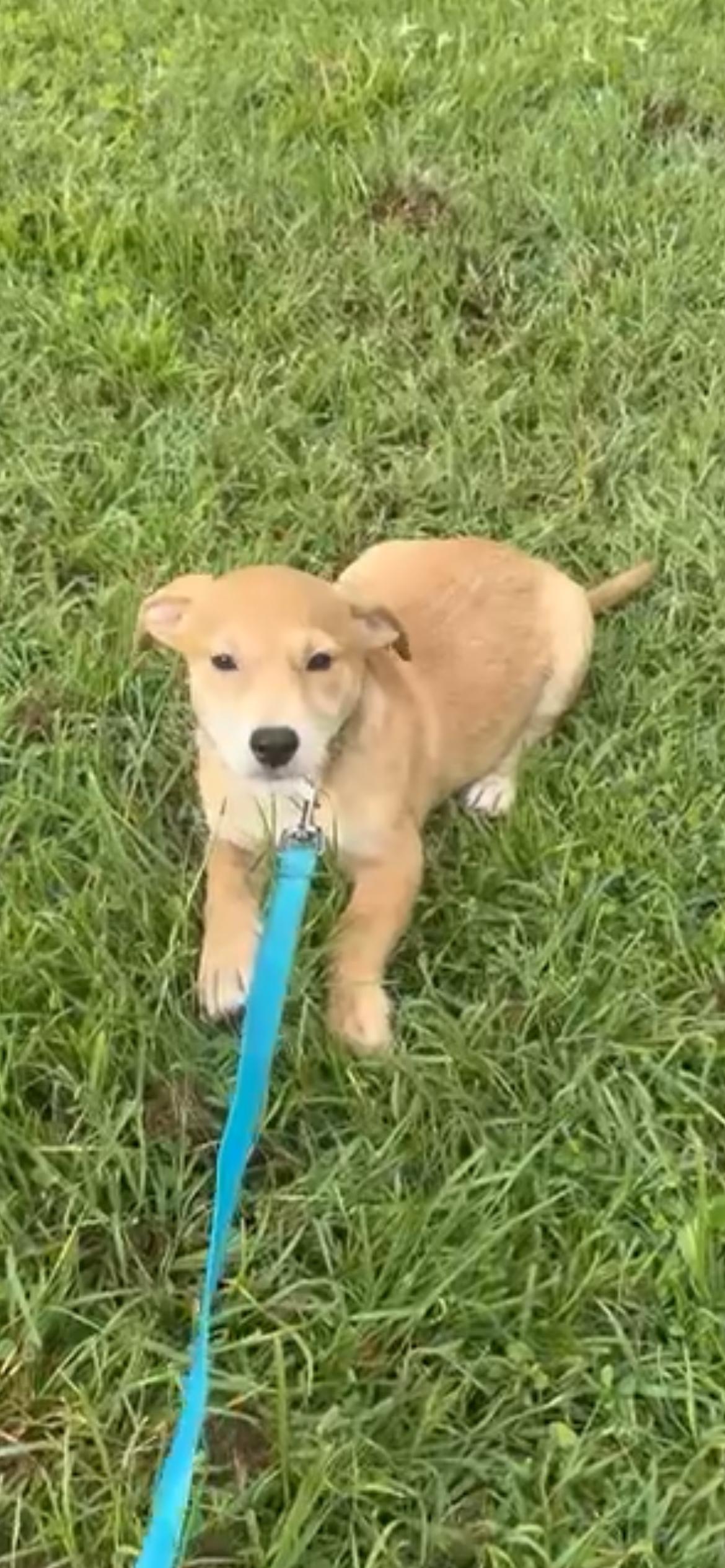 Enlarge Glenn, a ADOPTABLE Terrier in Virginia Beach, VA image 2/3