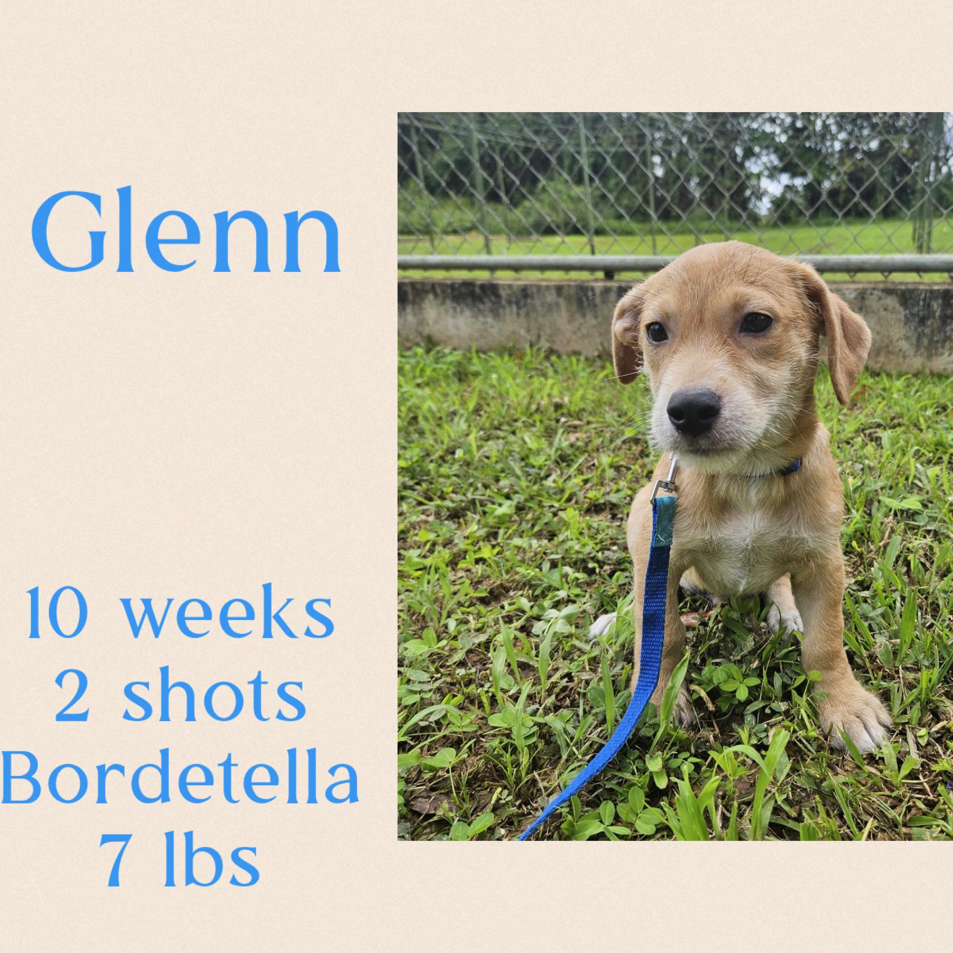 Enlarge Glenn, a ADOPTABLE Terrier in Virginia Beach, VA image 3/3