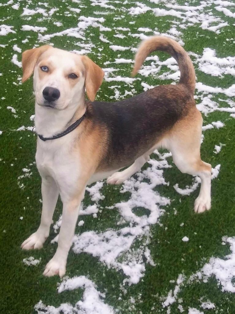 Miller, an adoptable Beagle, Mixed Breed in Frankfort, KY, 40601 | Photo Image 2