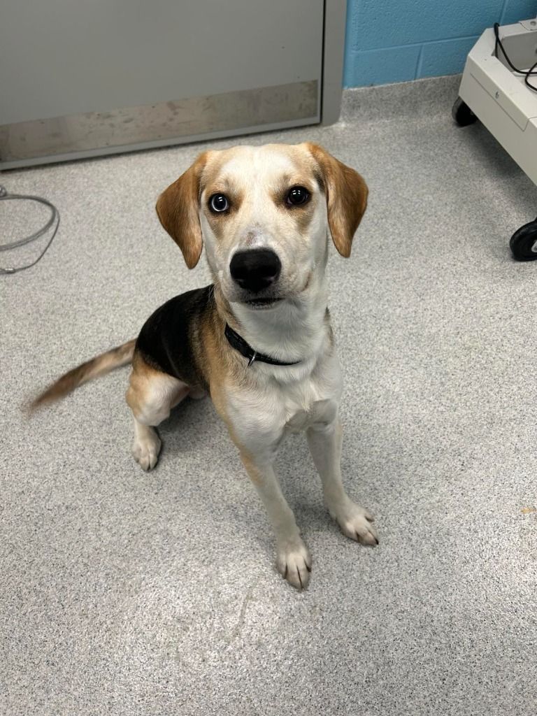 Miller, an adoptable Beagle, Mixed Breed in Frankfort, KY, 40601 | Photo Image 1