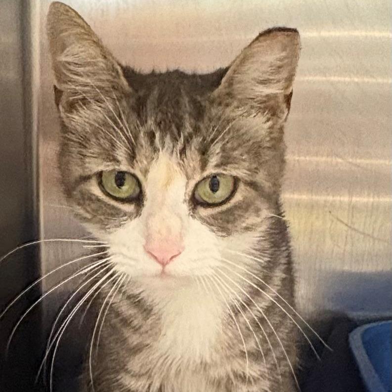 Enlarge Dime, a Adoptable Domestic Short Hair in East Hanover, NJ image 1/1