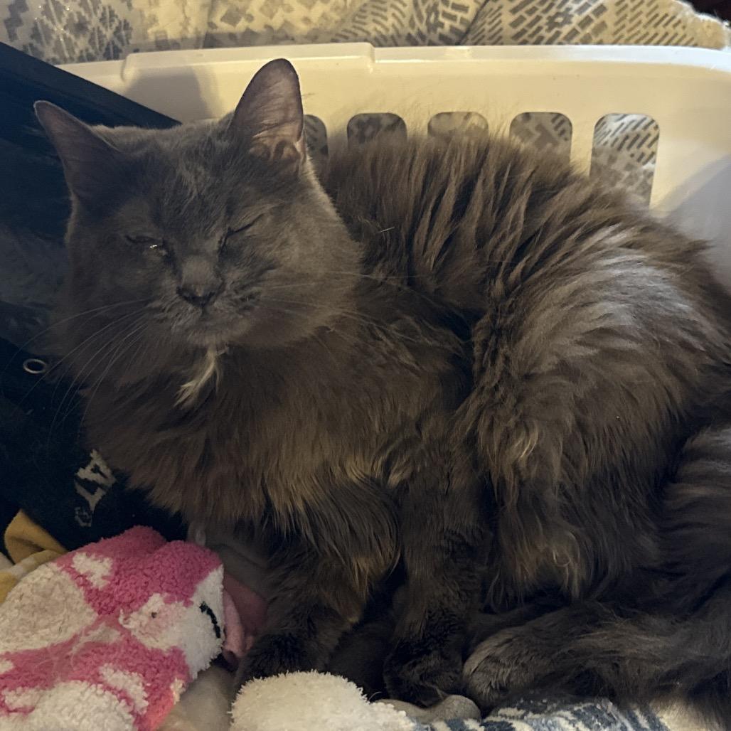 Enlarge Belle, a Adoptable Domestic Long Hair in Granby, MO image 1/1