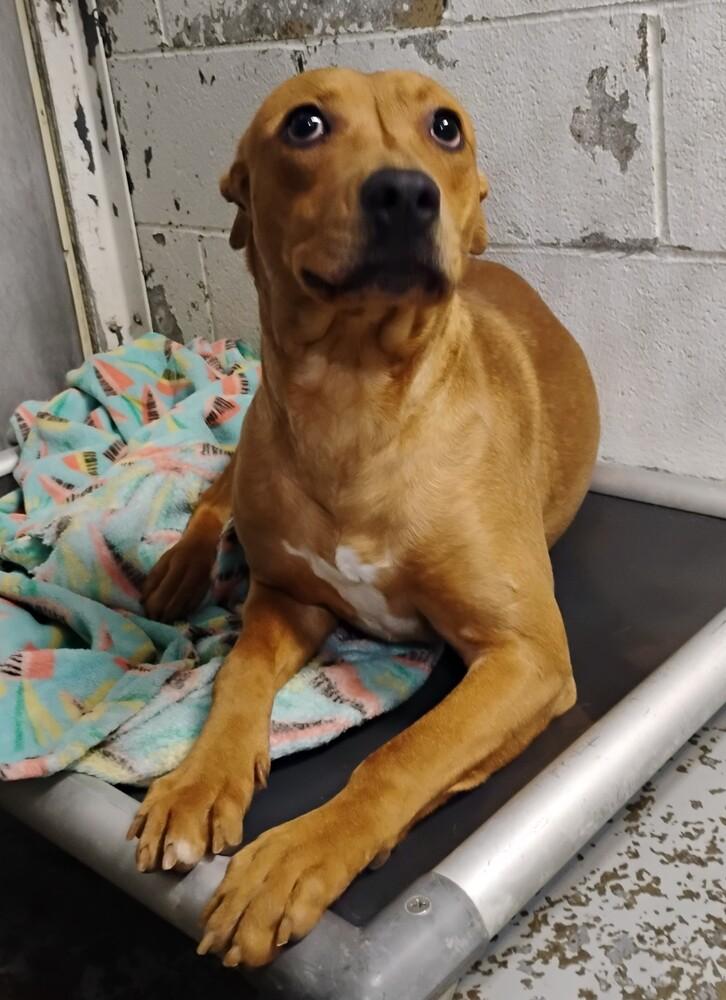 Lily # 19, Adoptable, Adult Female Pit Bull Terrier.