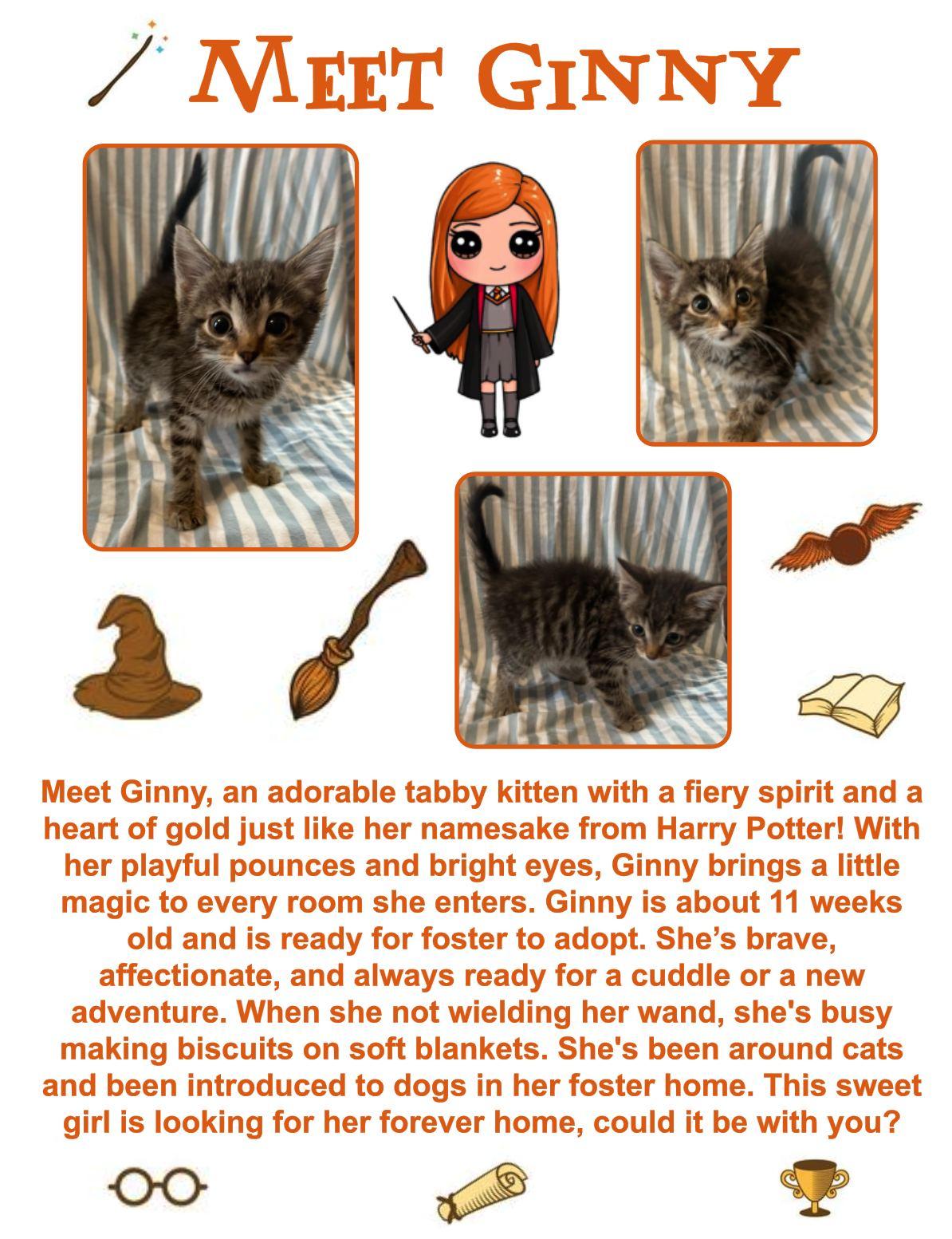 Ginny, an adoptable Domestic Short Hair in Clovis, NM, 88101 | Photo Image 1