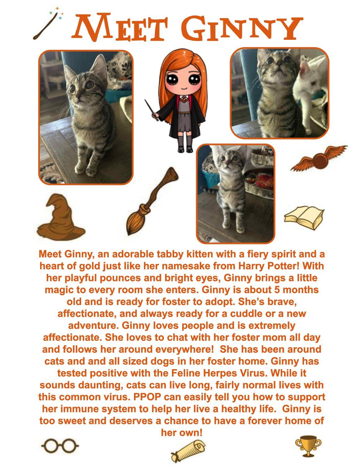 Ginny, an adoptable Domestic Short Hair in Clovis, NM, 88101 | Photo Image 1