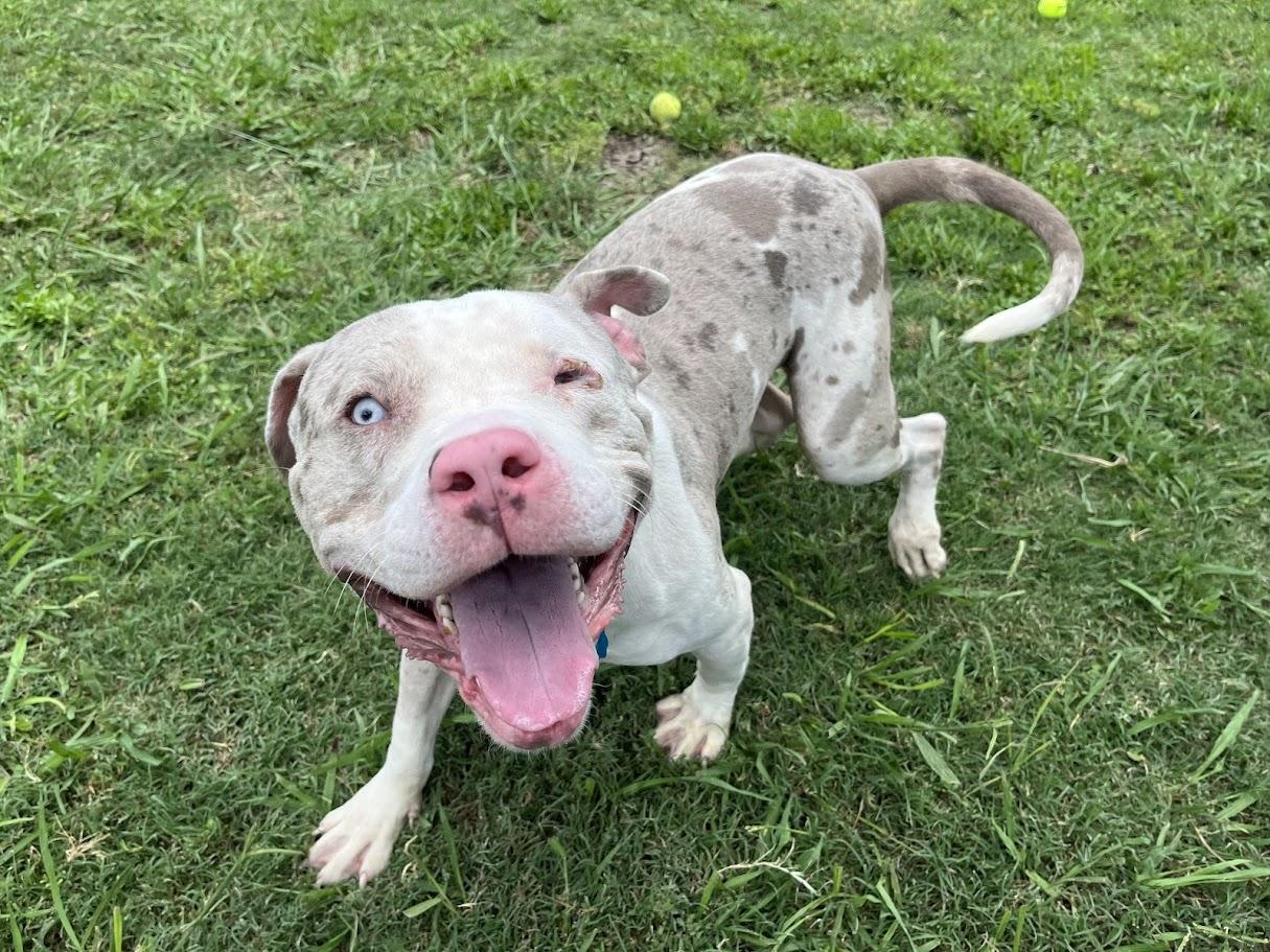 Zeus* A211136 4