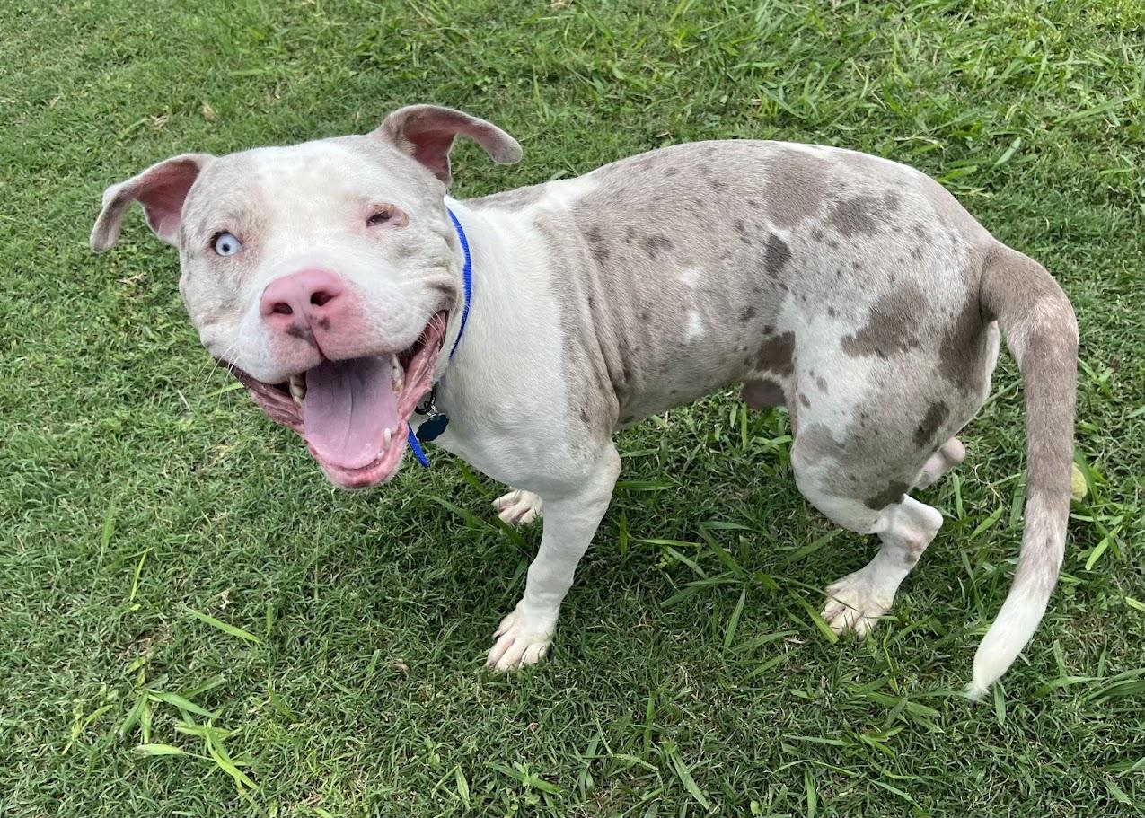 Zeus* A211136 5
