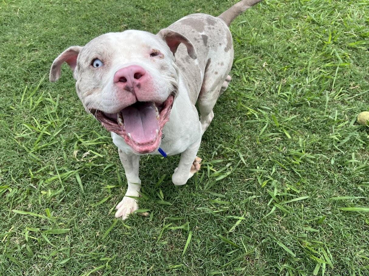Zeus* A211136 3
