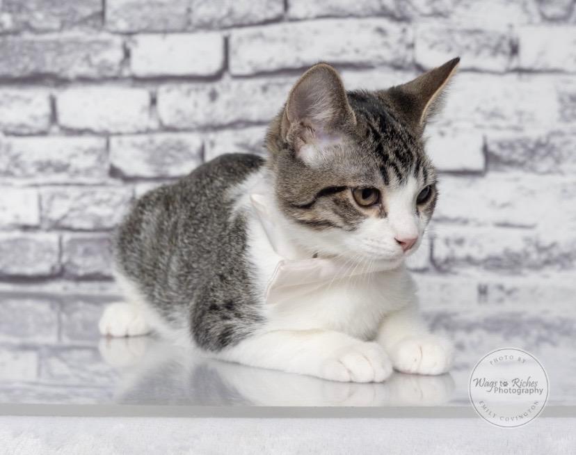 Enlarge Earl, a Adoptable mixed breed in Southington, CT image 2/6