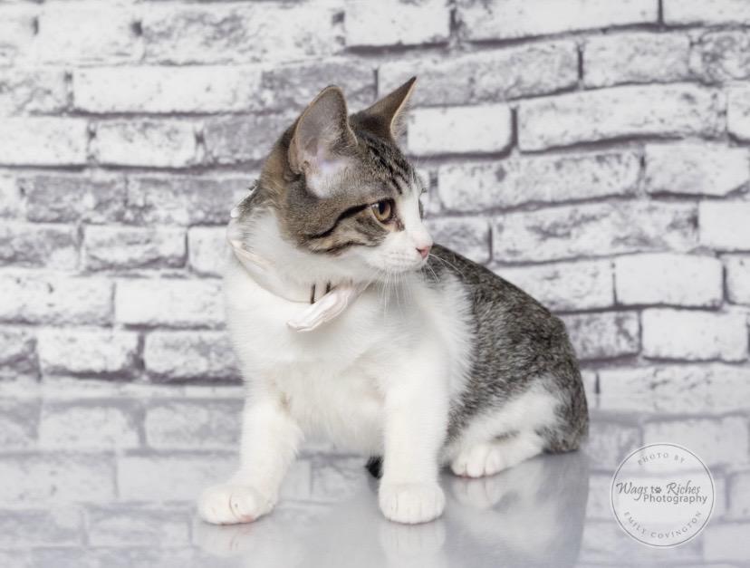 Enlarge Earl, a Adoptable mixed breed in Southington, CT image 5/6
