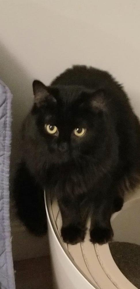 Mateo Snow Angel thumbnail 2