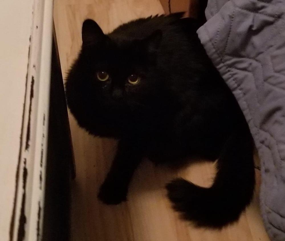 Mateo Snow Angel thumbnail 3