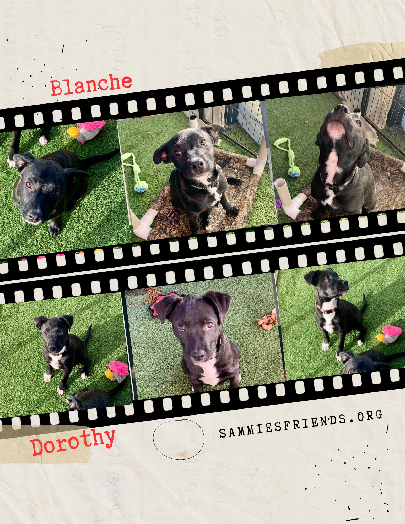 Enlarge Interested in puppies? More information here!, a Adoptable mixed breed in Grass Valley, CA image 5/6