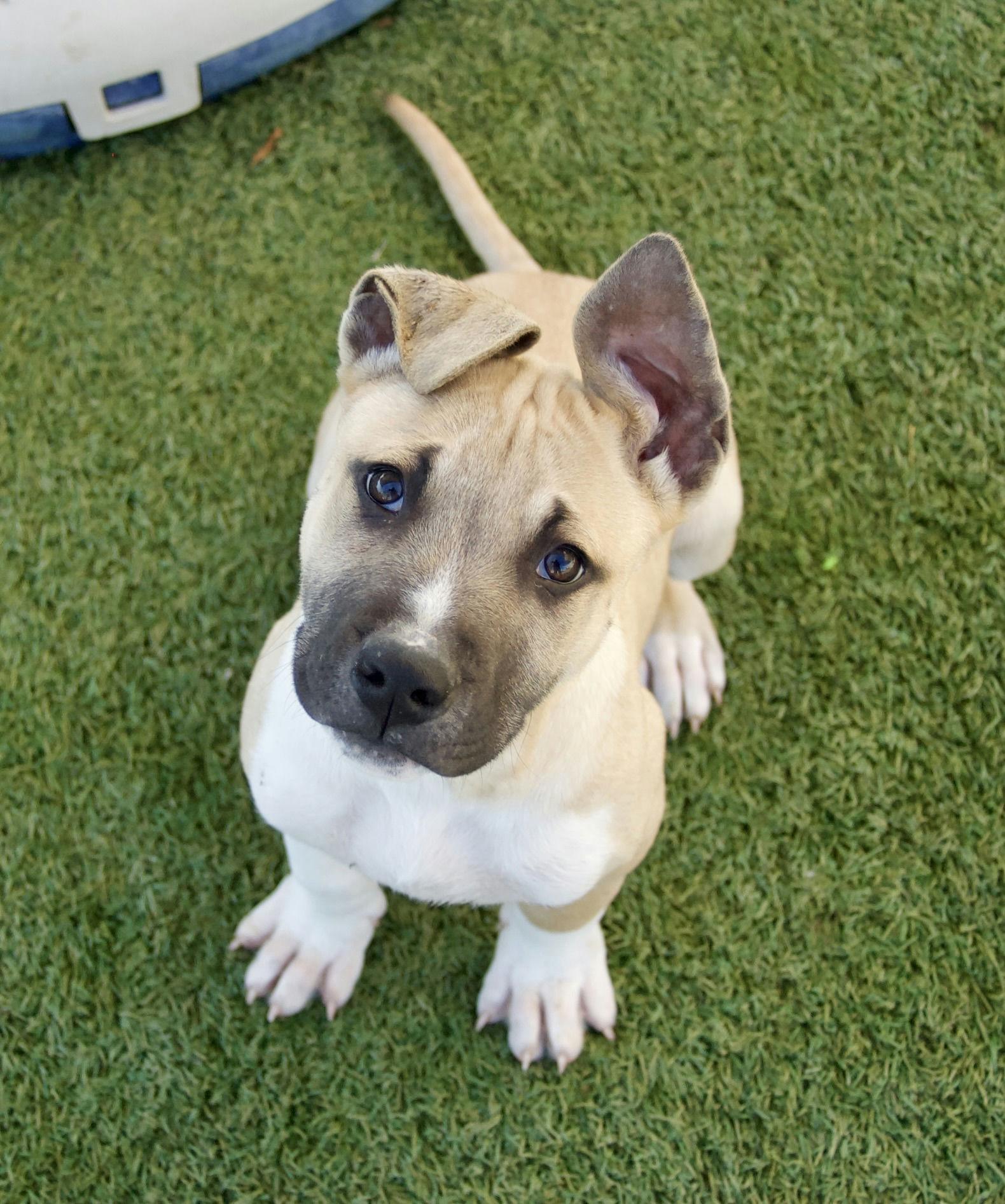 Interested in puppies? More information here!, Adoptable, Puppy Male Mixed Breed.