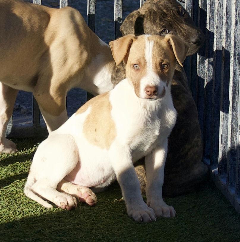 Enlarge Interested in puppies? More information here!, a Adoptable mixed breed in Grass Valley, CA image 2/4