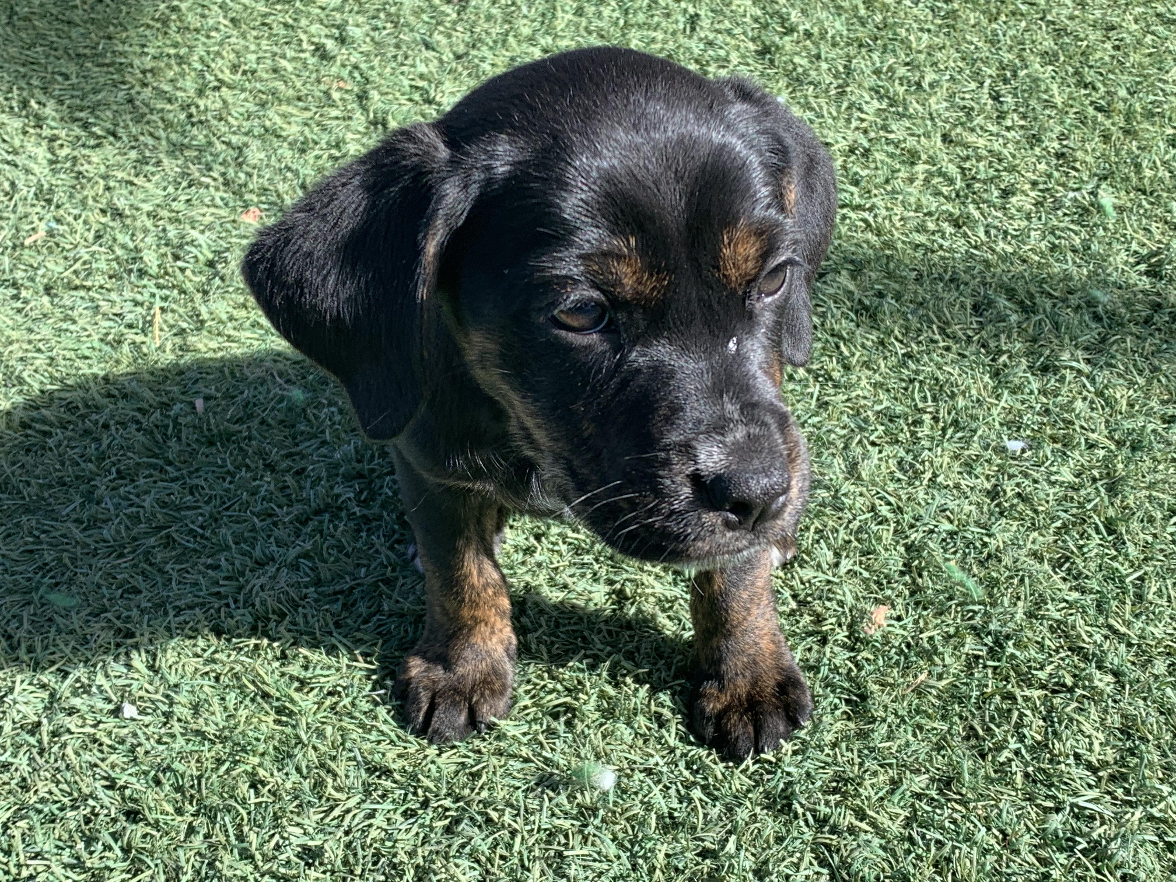 Interested in puppies? More information here!