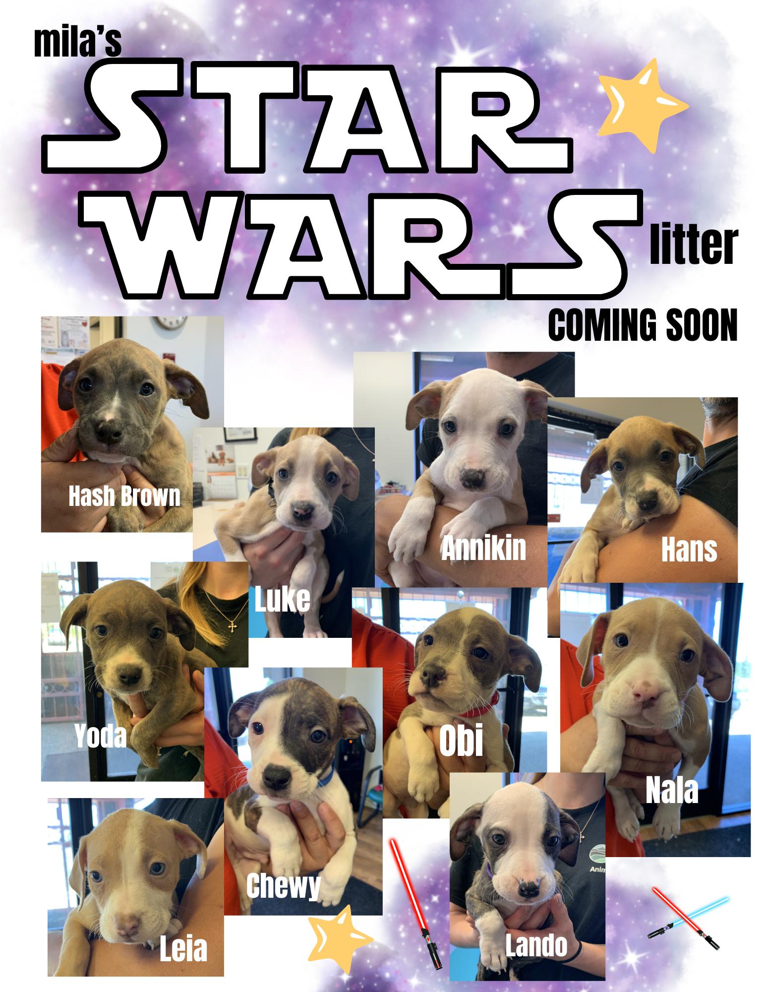 Enlarge Interested in puppies? More information here!, a Adoptable mixed breed in Grass Valley, CA image 2/4