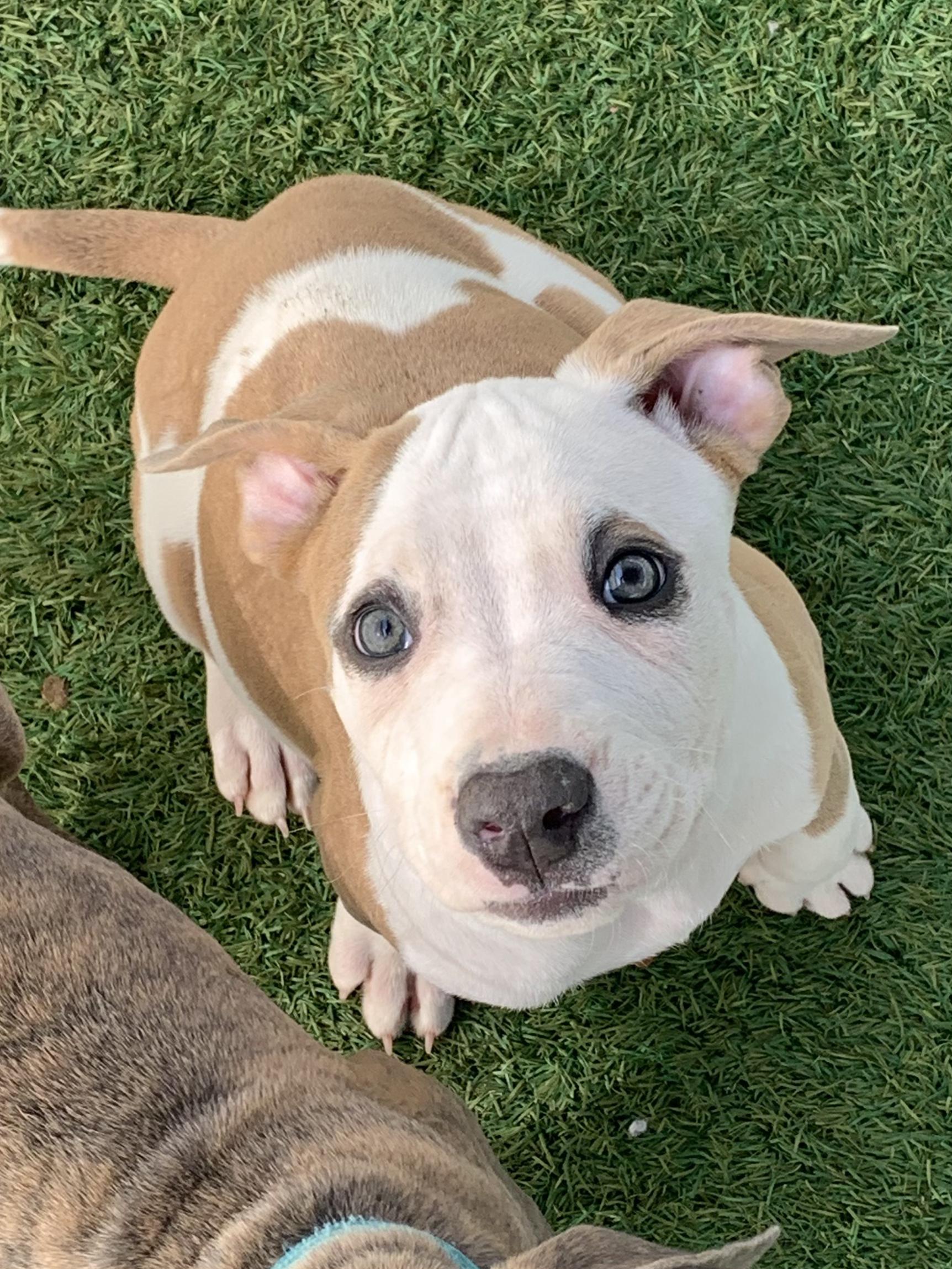 Interested in puppies? More information here!, Adoptable, Puppy Male Mixed Breed.