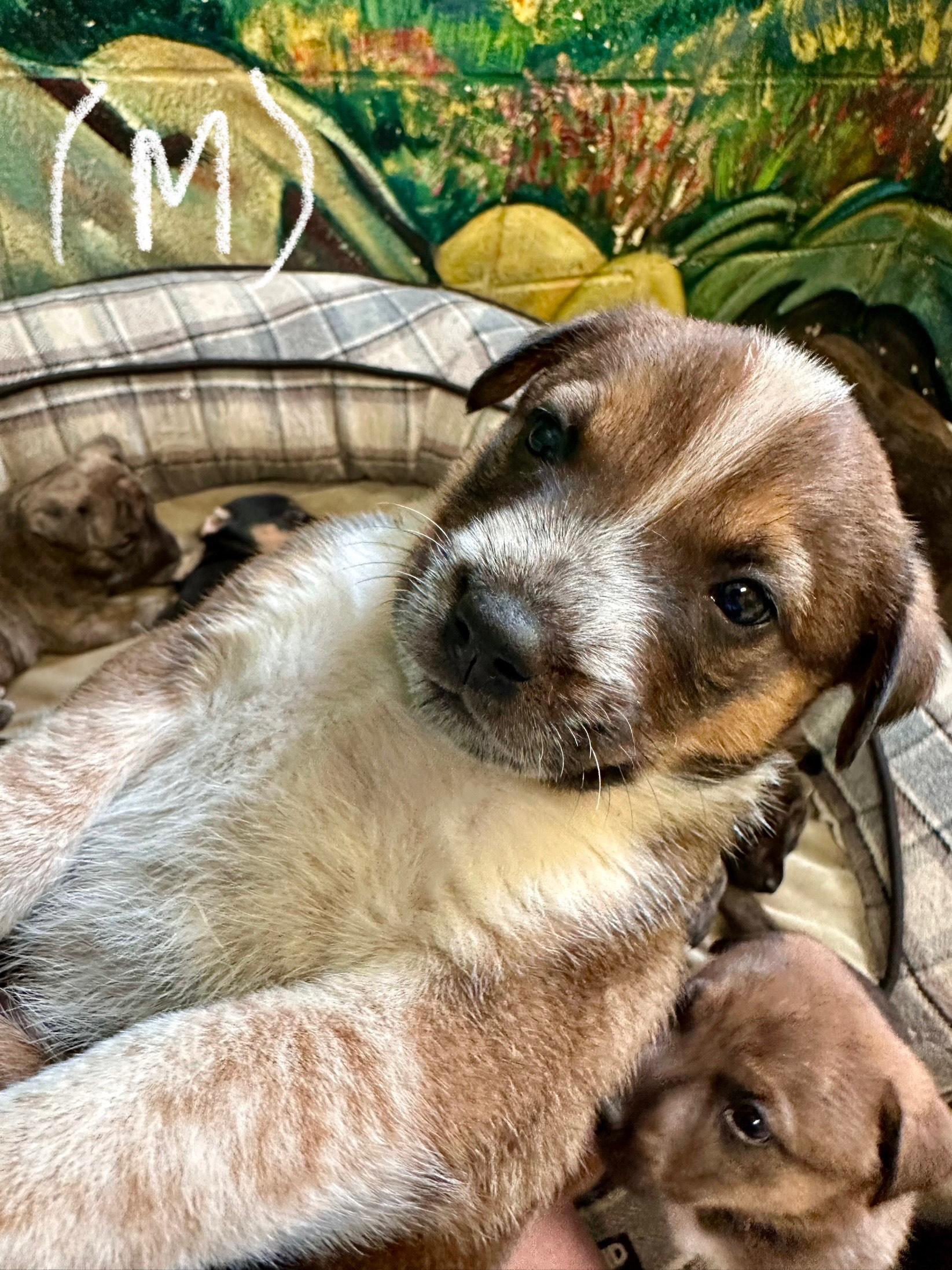 Sammies Friends has been overrun with adorable puppies all year long We have had a constant variet