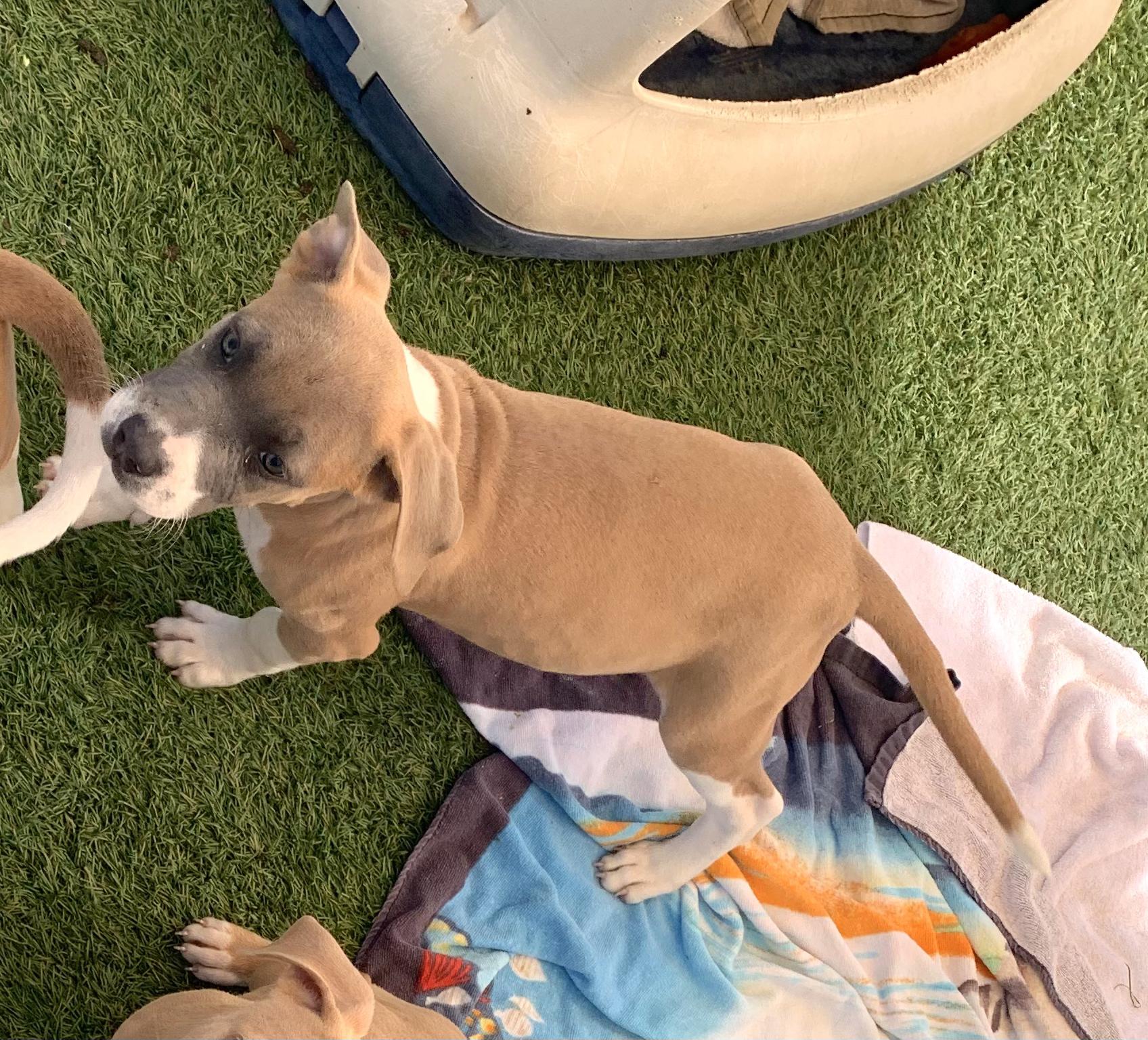 Enlarge Interested in puppies? More information here!, a Adoptable mixed breed in Grass Valley, CA image 2/5