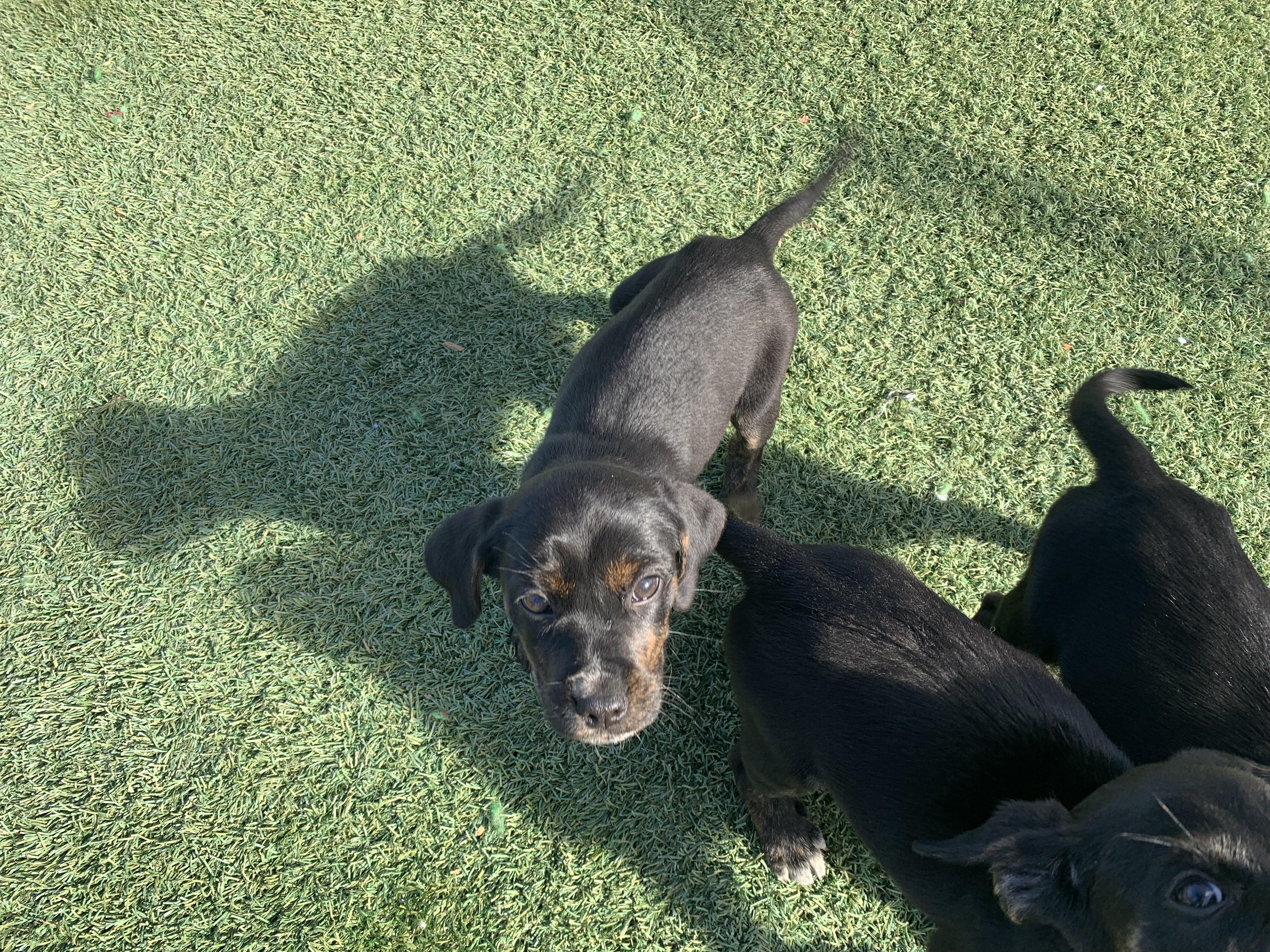 Interested in puppies? More information here!