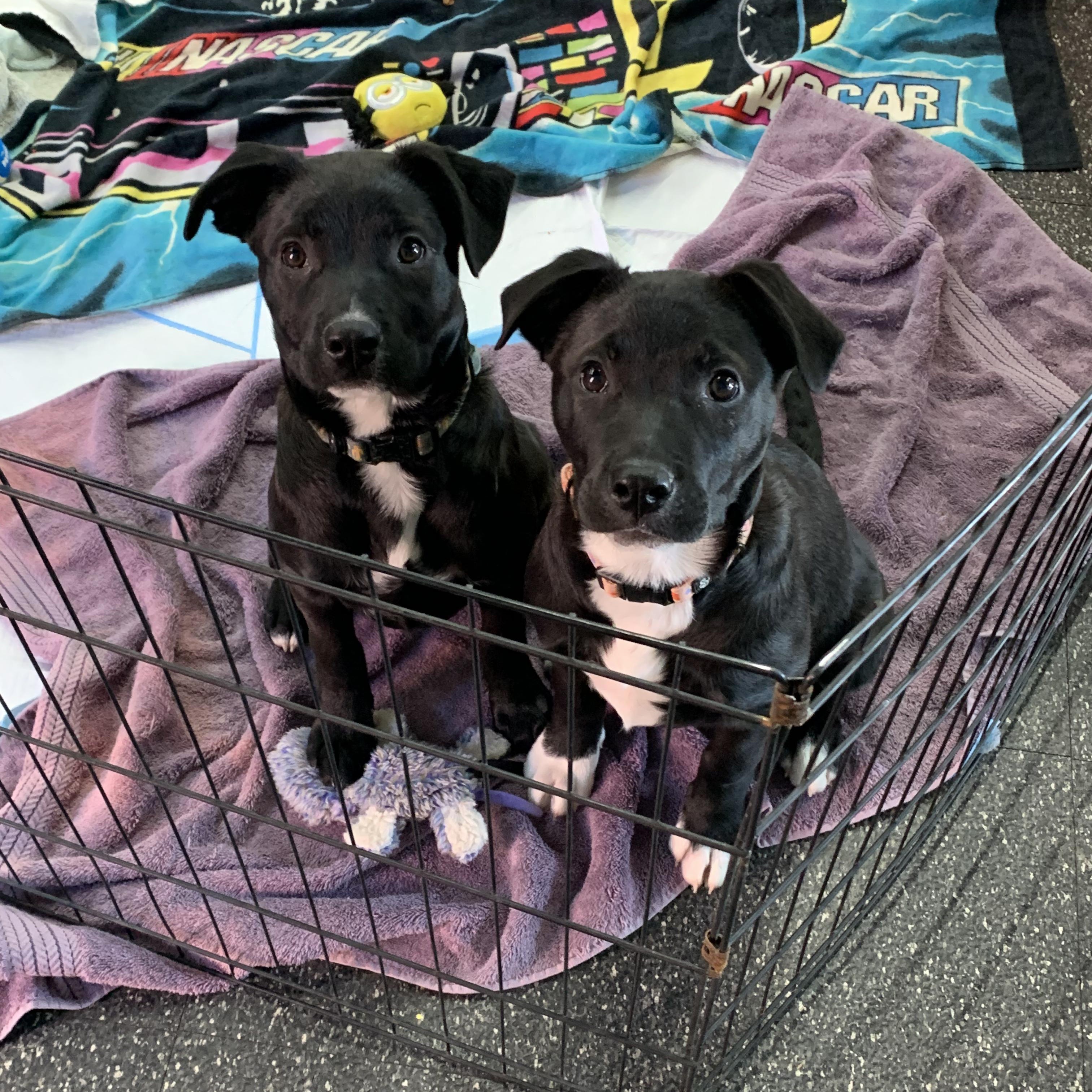 Interested in puppies? More information here!, Adoptable, Puppy Male Mixed Breed.