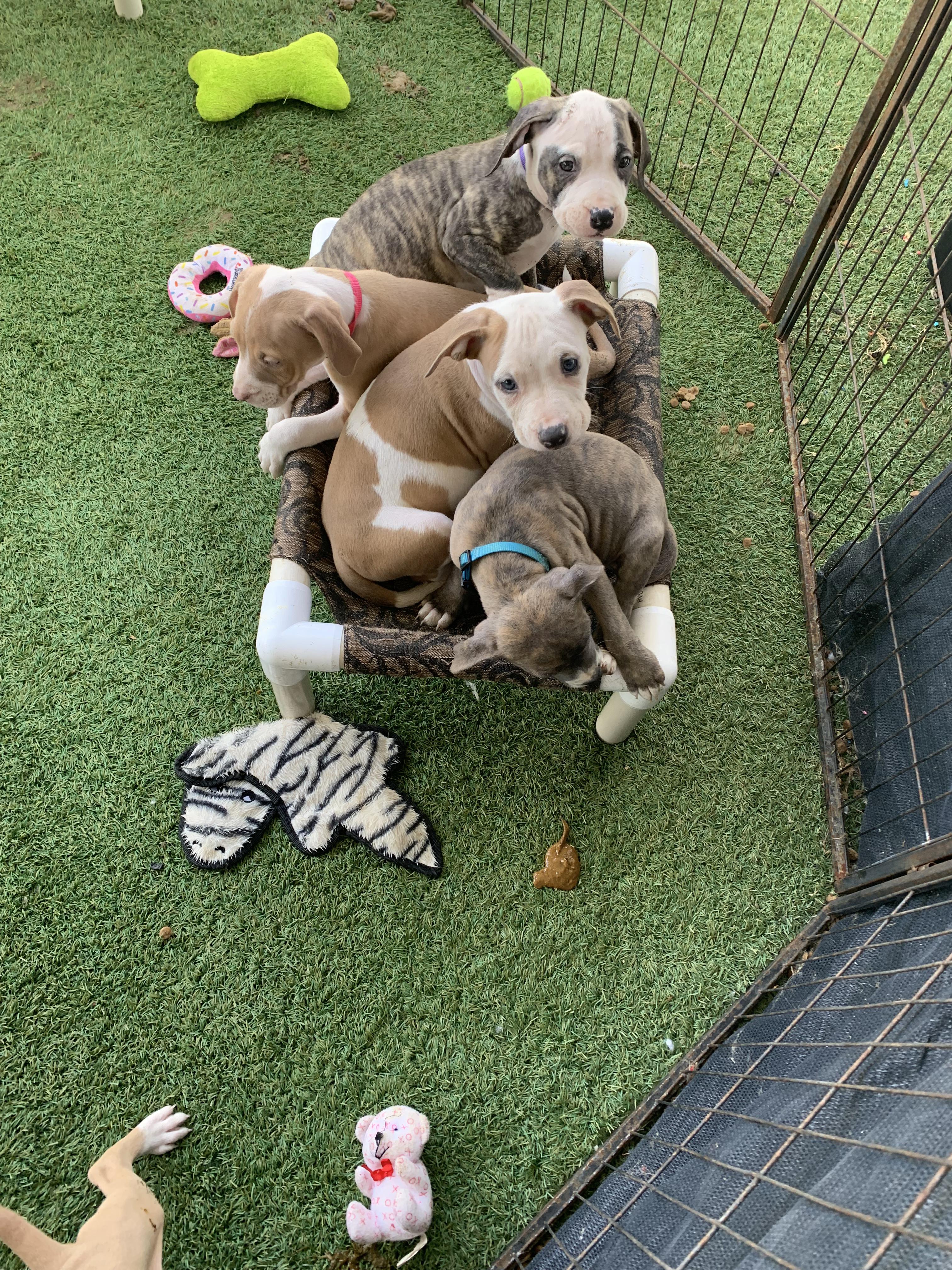 Enlarge Interested in puppies? More information here!, a Adoptable mixed breed in Grass Valley, CA image 1/4