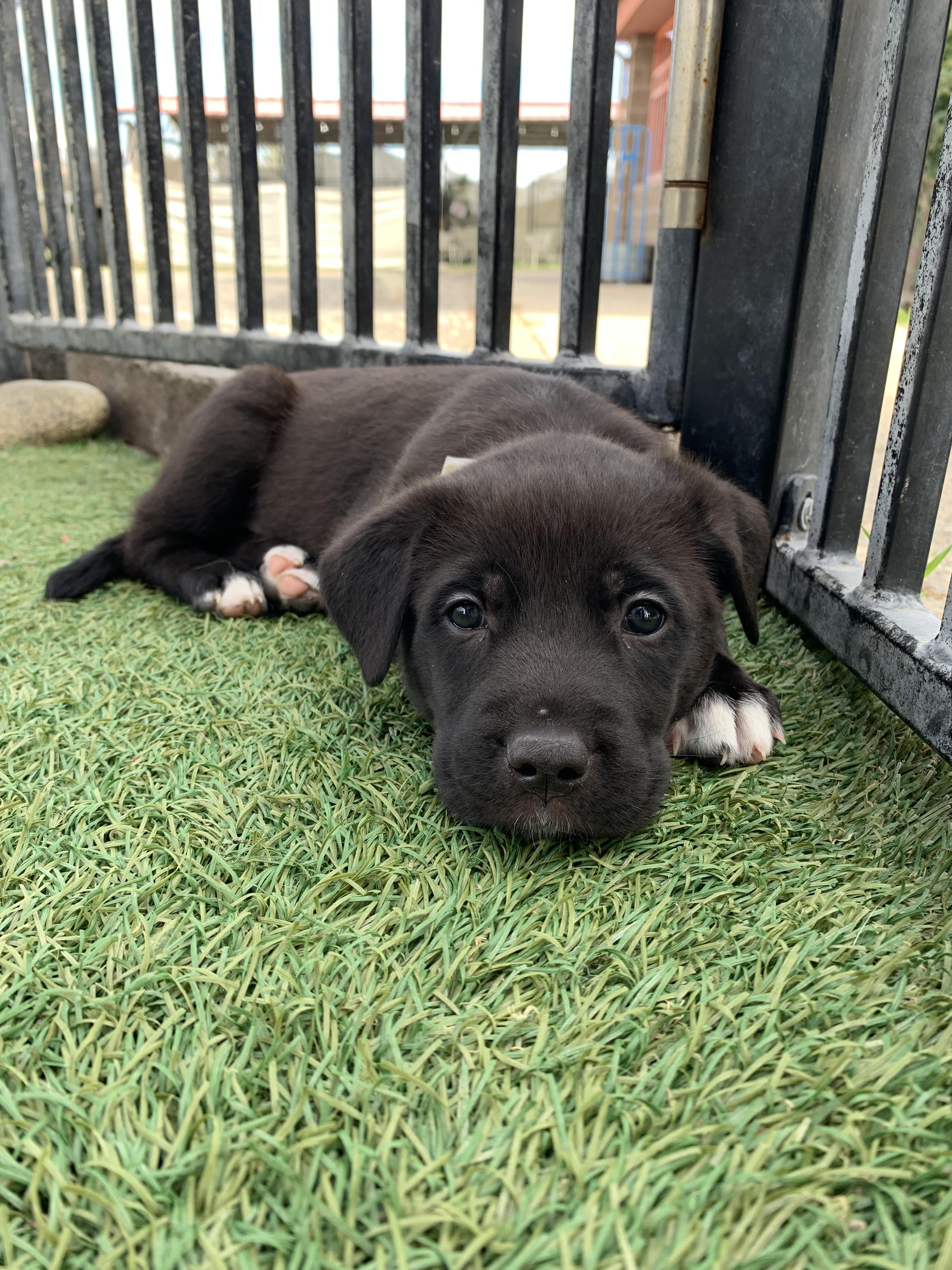 Interested in puppies? More information here!