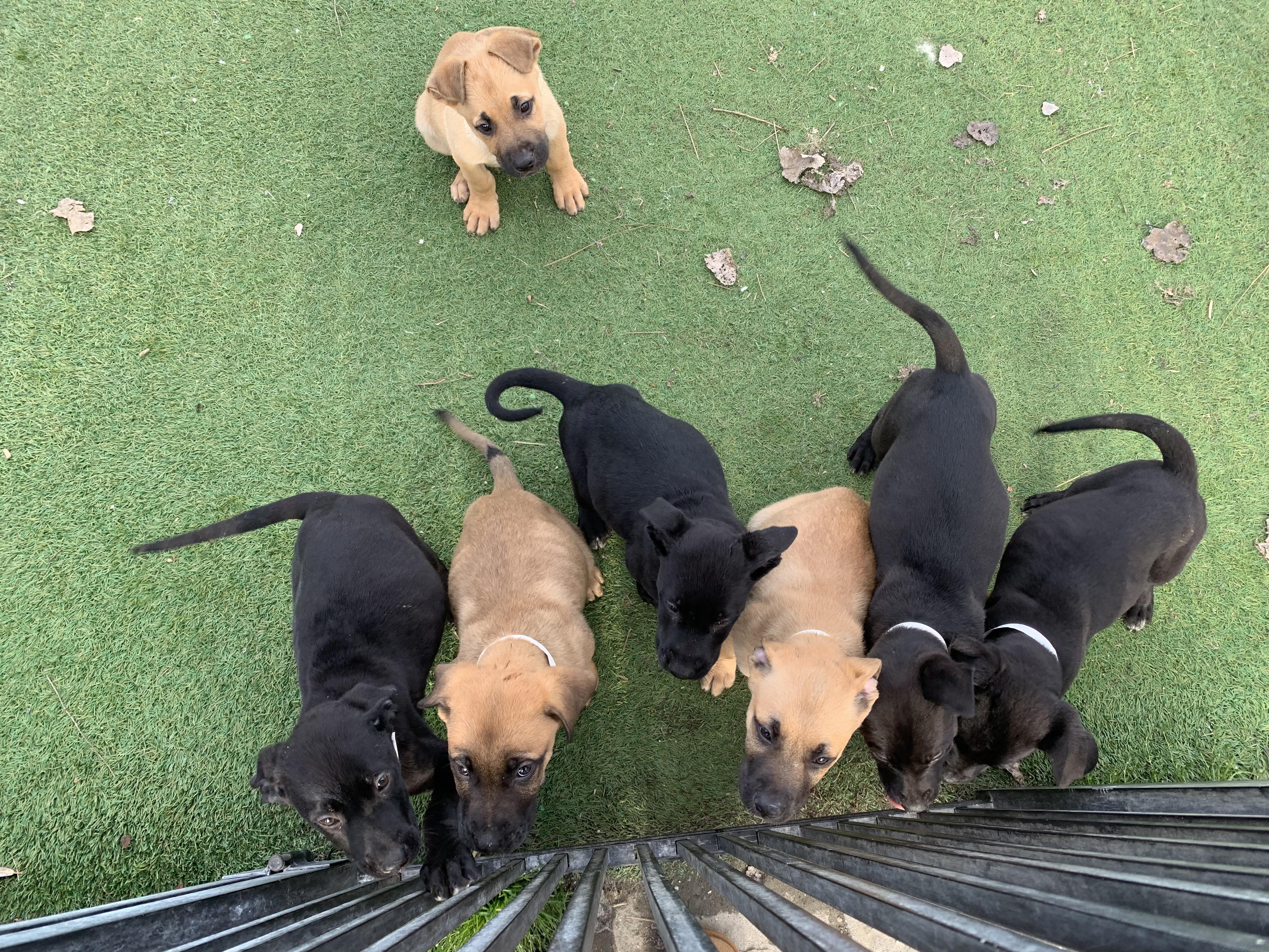 Enlarge Interested in puppies? More information here!, a Adoptable mixed breed in Grass Valley, CA image 4/6