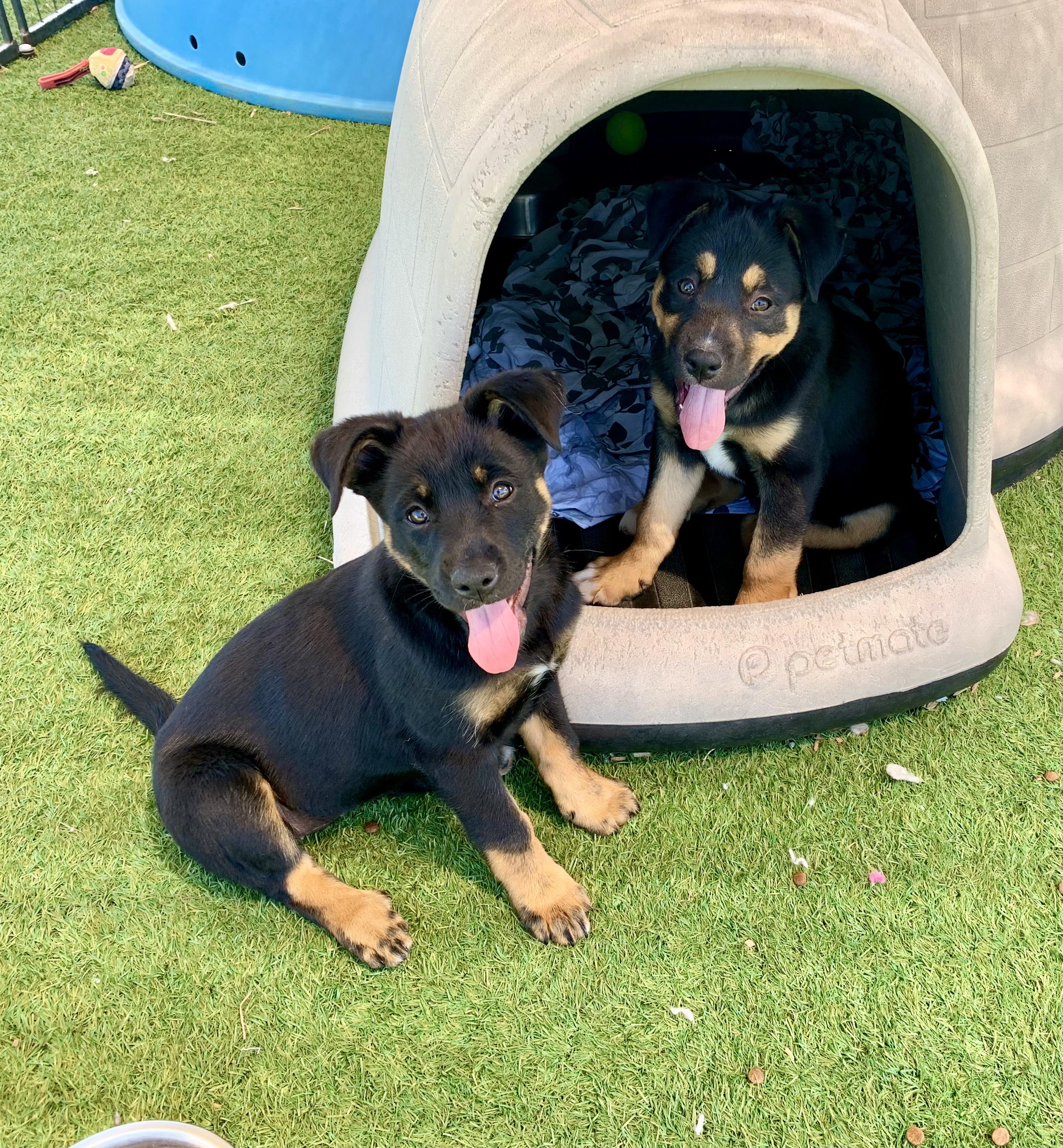 Interested in puppies? More information here!, Adoptable, Puppy Male Mixed Breed.