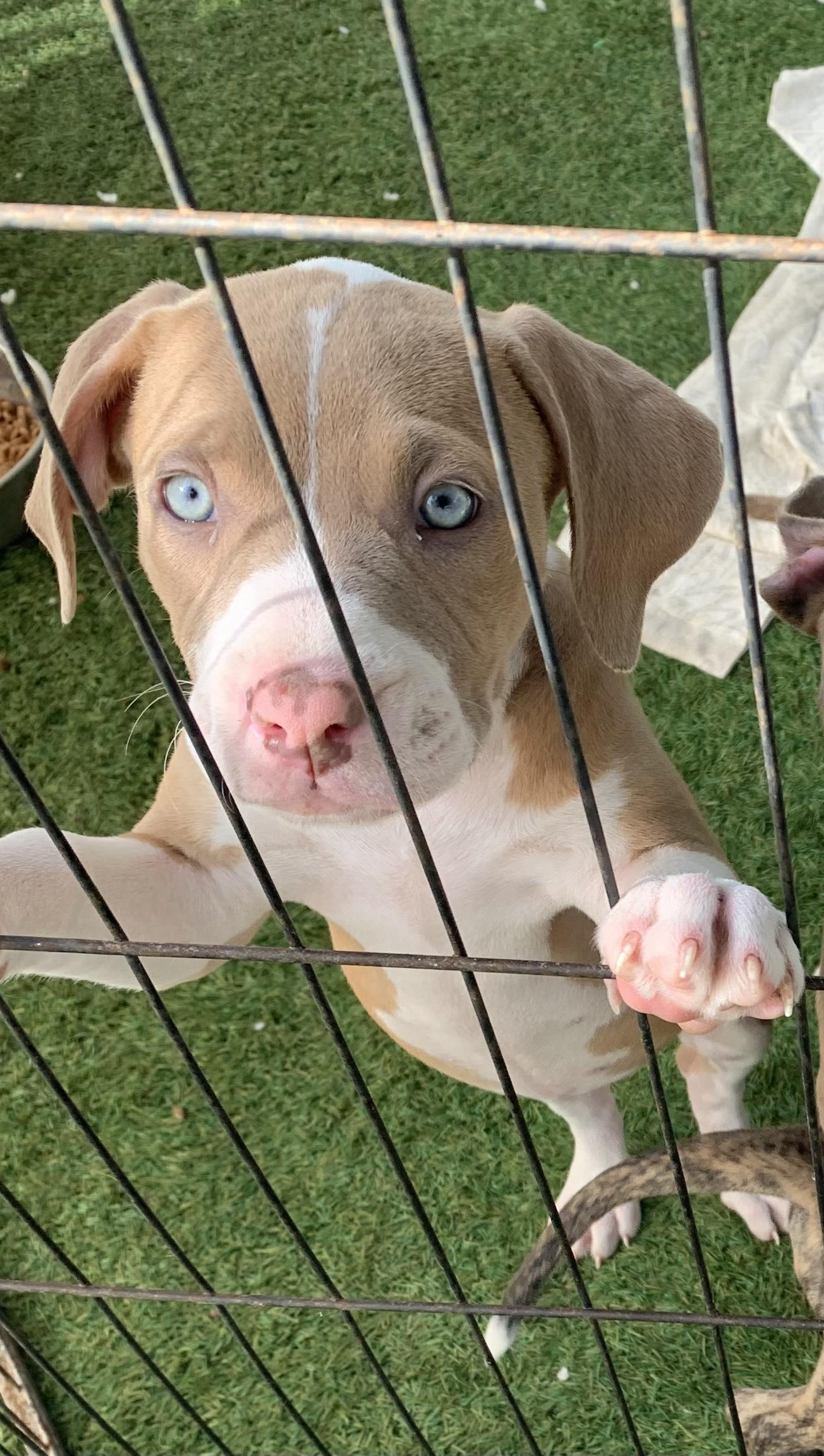 Enlarge Interested in puppies? More information here!, a Adoptable mixed breed in Grass Valley, CA image 3/5