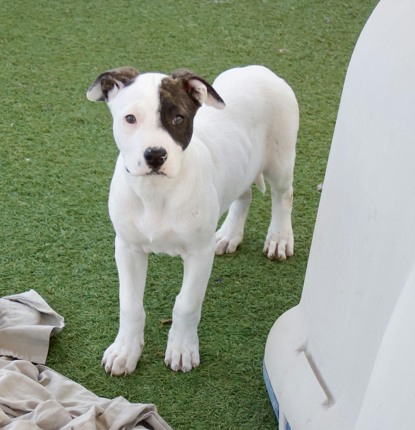 Enlarge Interested in puppies? More information here!, a Adoptable mixed breed in Grass Valley, CA image 4/4